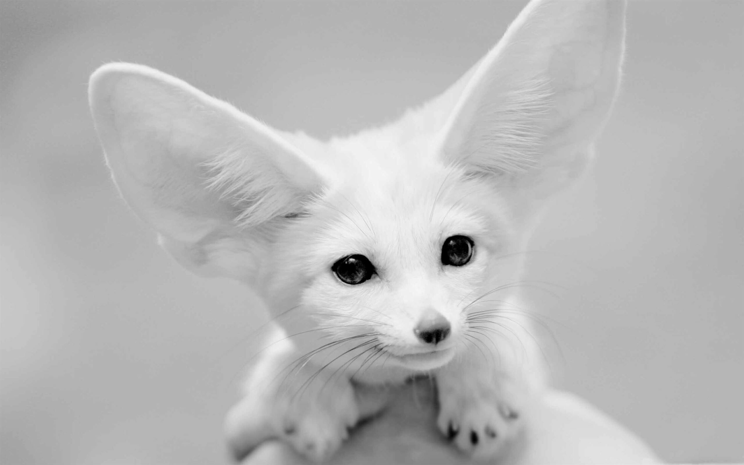 Fox: Vulpes zerda, The fennec, Its most distinctive feature is its unusually large ears. 2560x1600 HD Wallpaper.