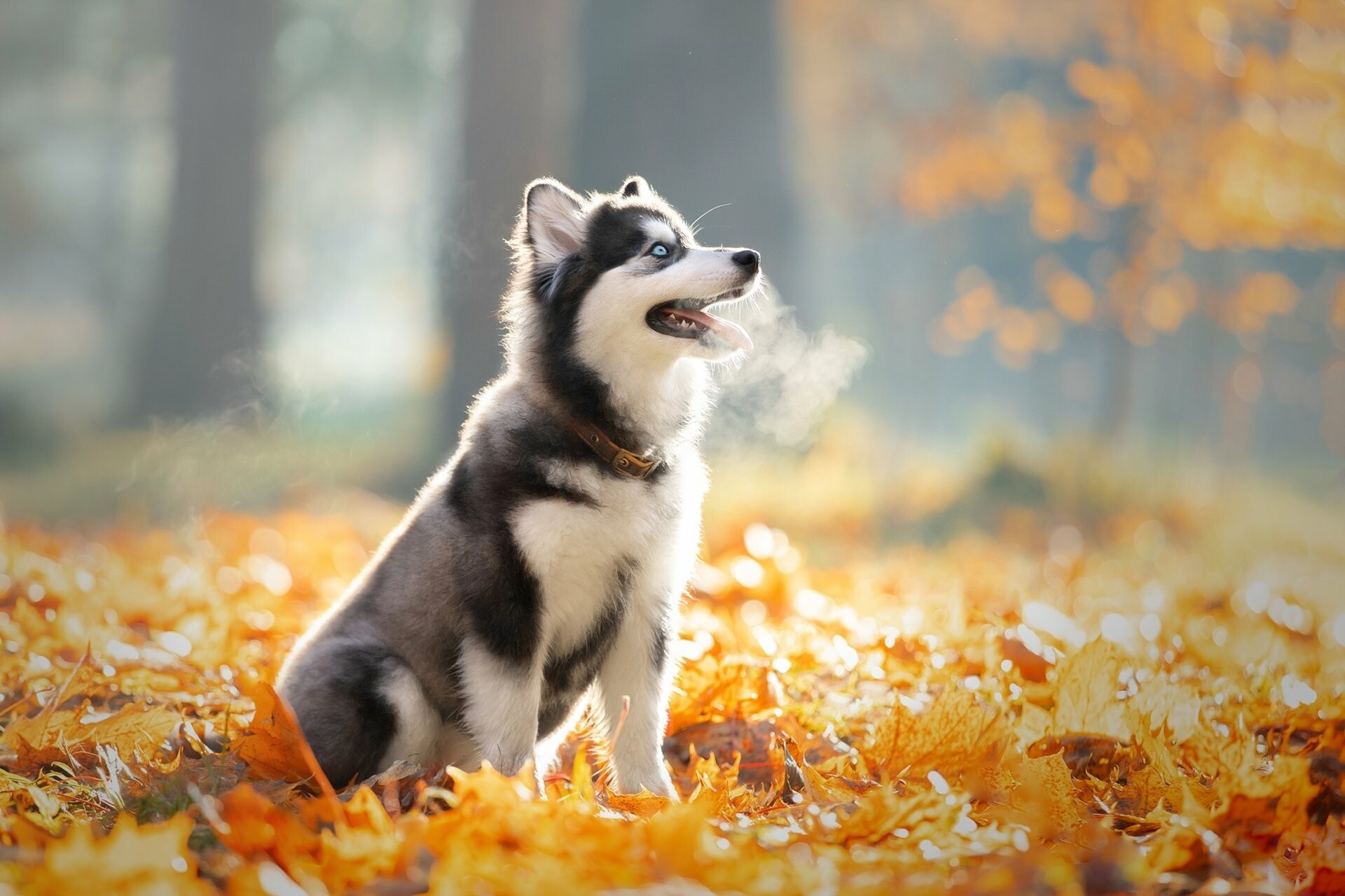 Siberian Husky: Ranked 16th among American Kennel Club registrants in 2012. 1920x1280 HD Background.