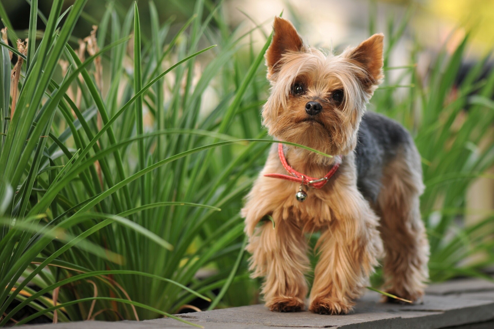 Yorkshire Terrier: For the breed, importance is placed on coat color, quality, and texture. 1920x1280 HD Wallpaper.