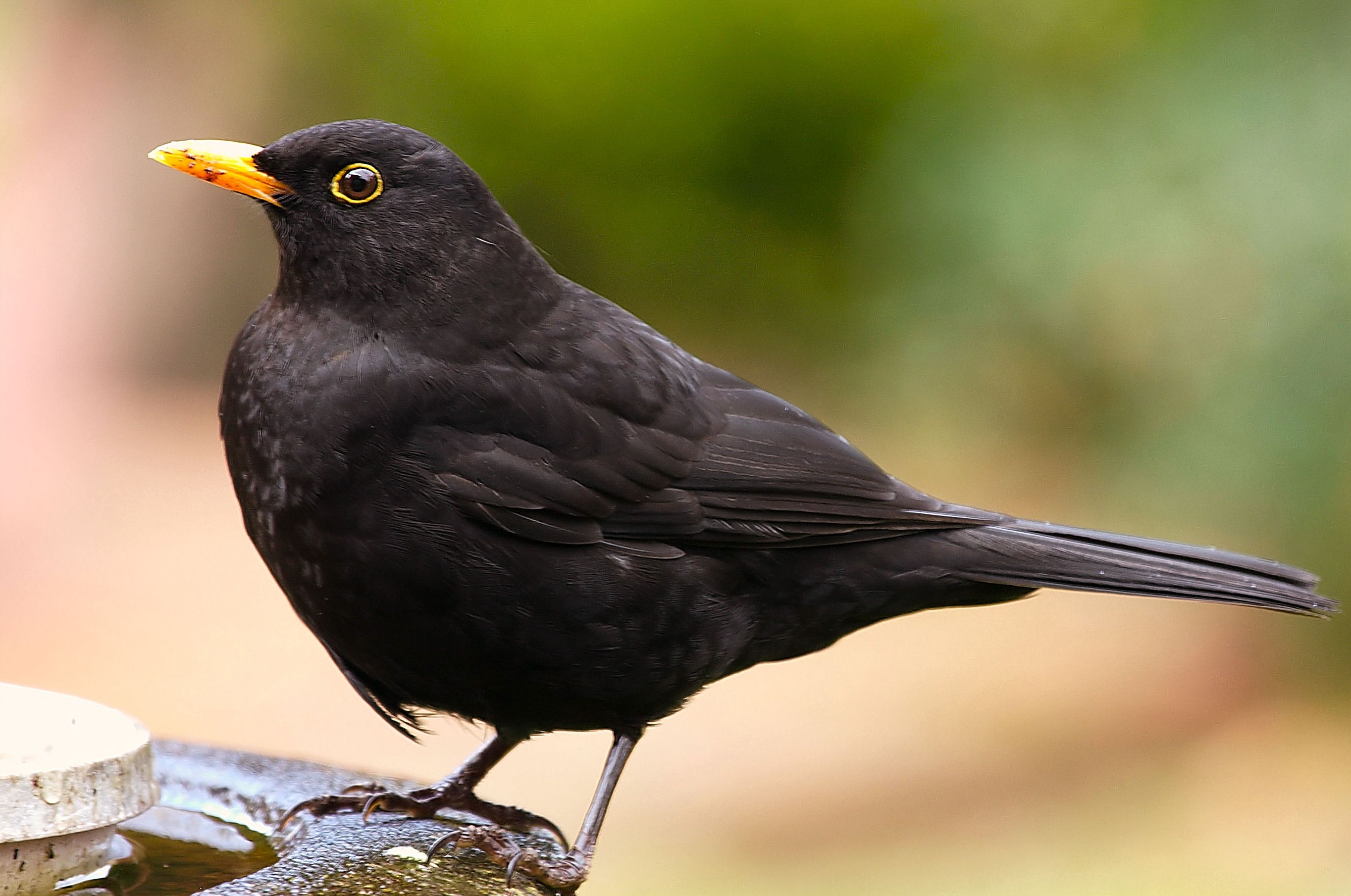 Common Blackbird, HQ wallpapers, High-quality pictures, 4K resolution, 2730x1810 HD Desktop