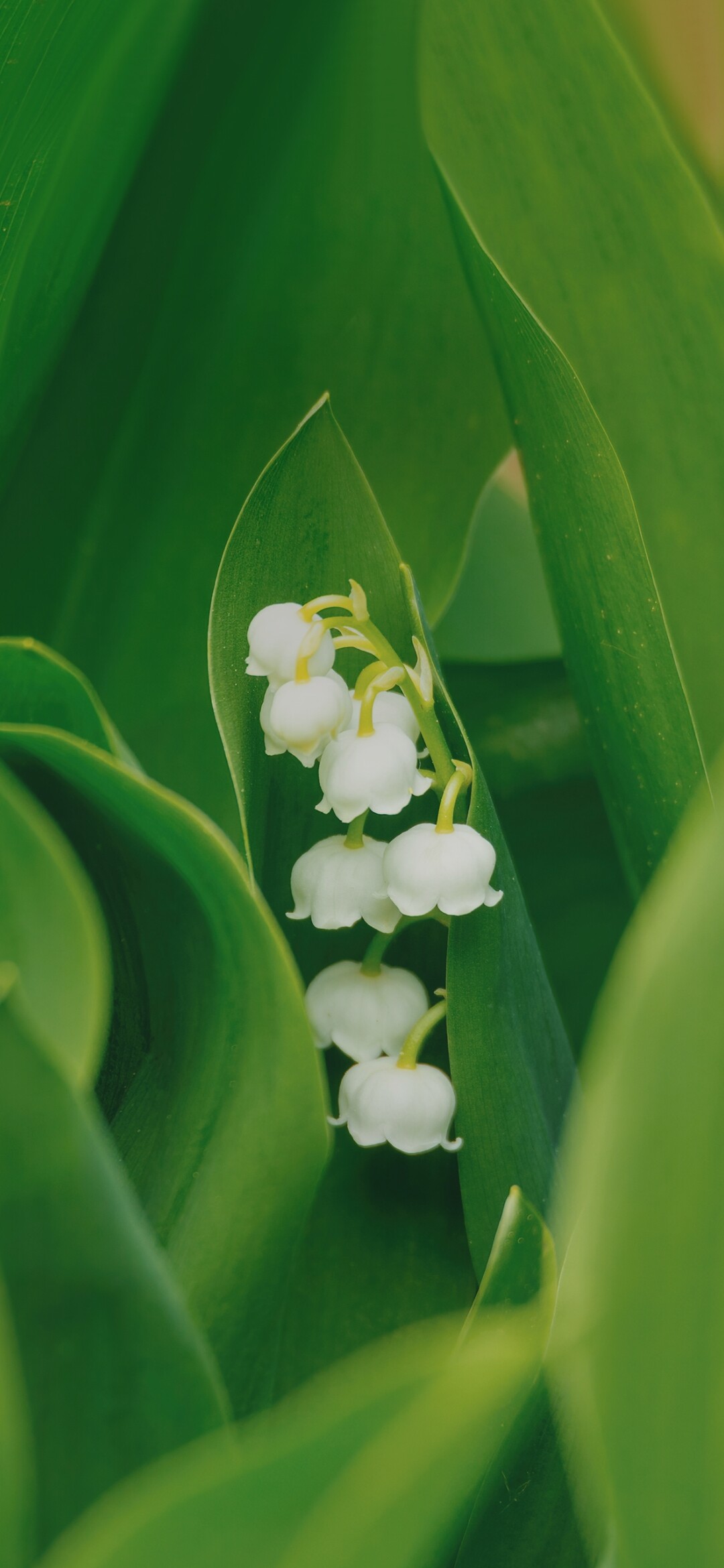 Lily of the Valley: With strong biblical connections, it's said to have first bloomed where Eve's tears fell as she left the Garden of Eden. 1080x2340 HD Wallpaper.