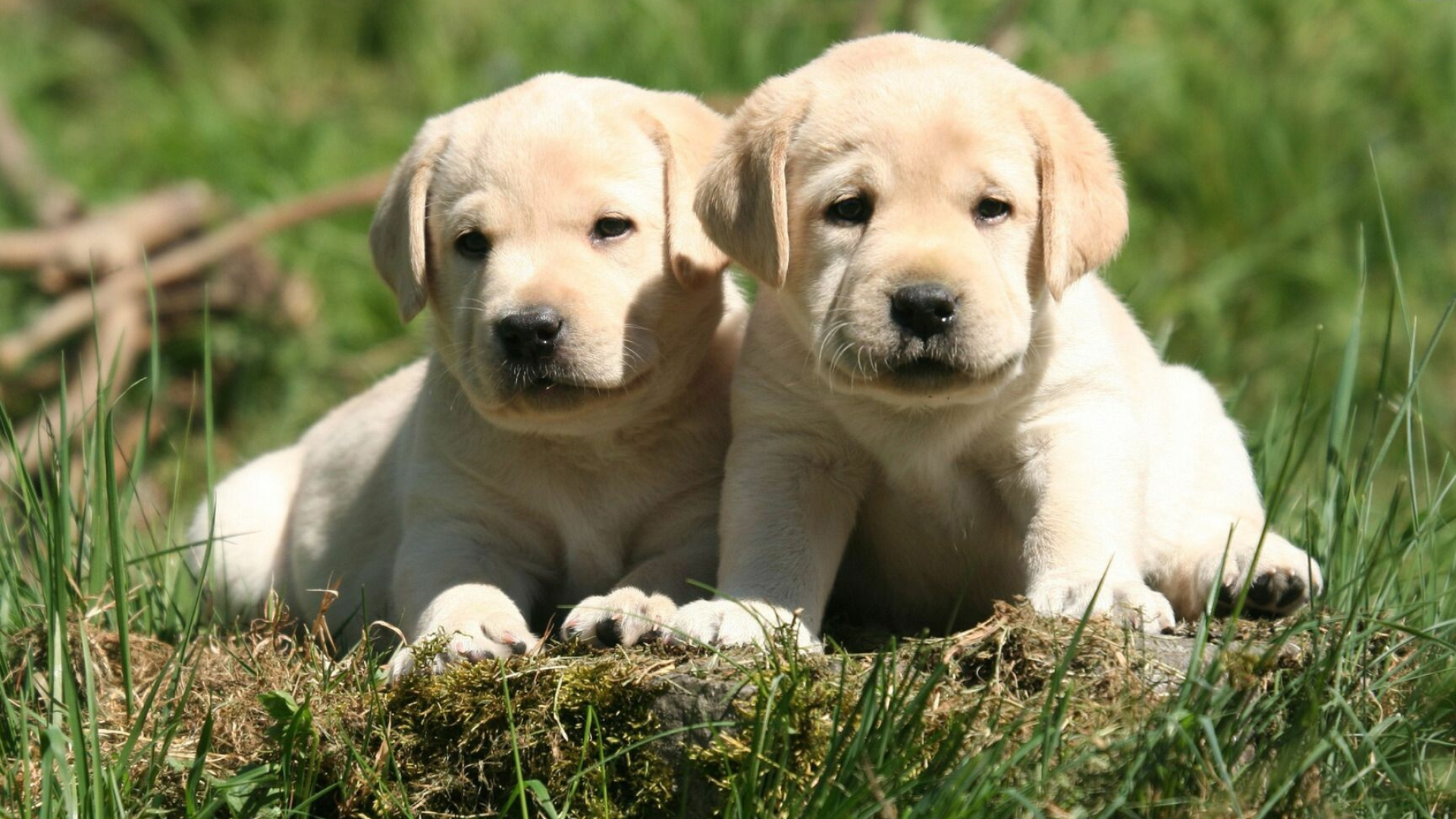 Labrador Retriever: Puppy, Among the most commonly kept dogs in the Western world. 1920x1080 Full HD Background.