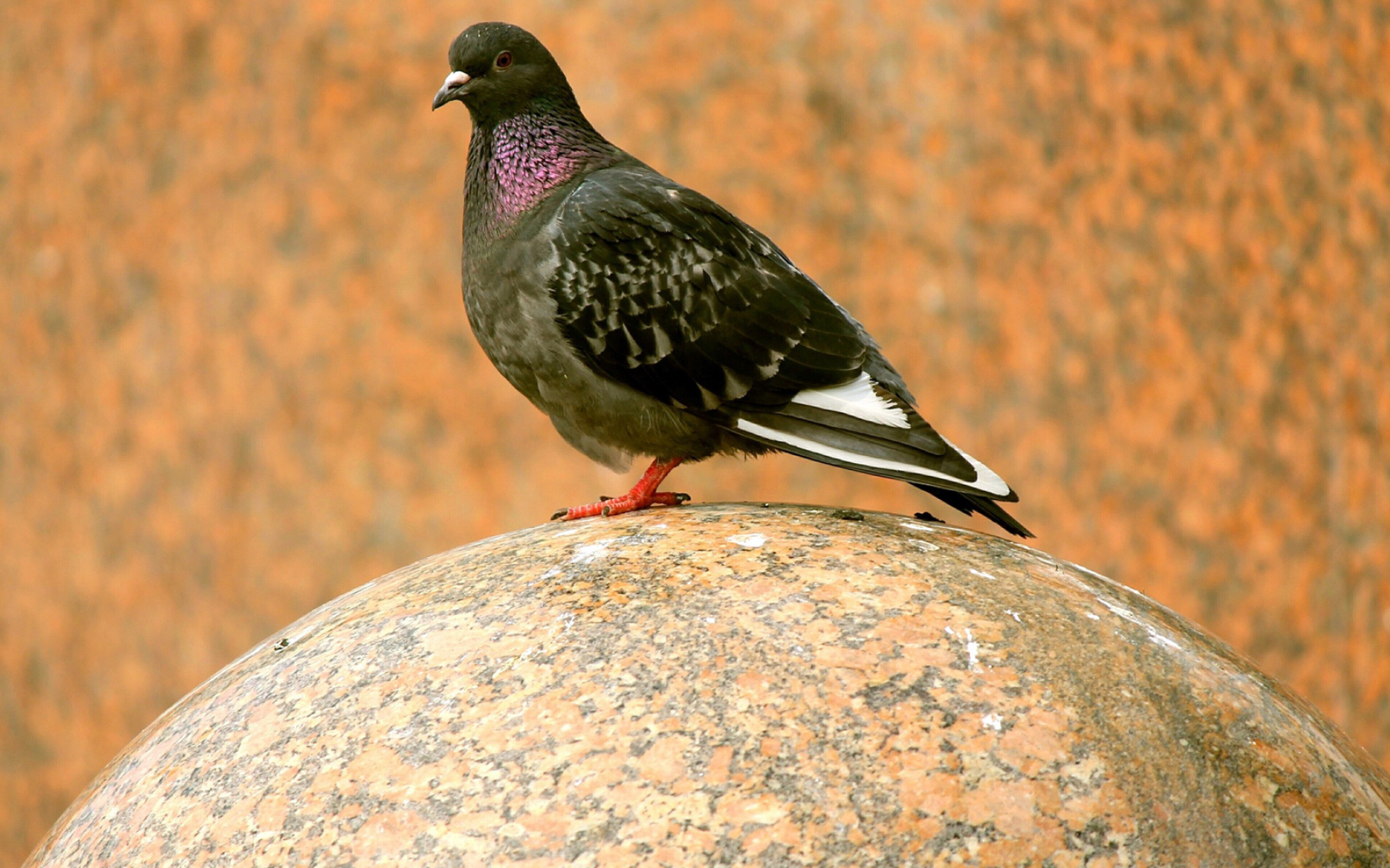 Pigeon: The dove is associated with the Holy Spirit and the baptism of Jesus Christ. 1920x1200 HD Background.