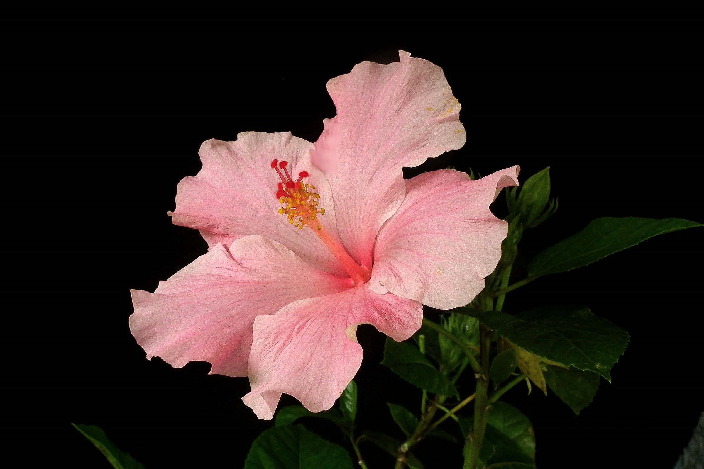 Pink hibiscus, HD wallpaper, Floral perfection, Vibrant and delicate, 2400x1600 HD Desktop