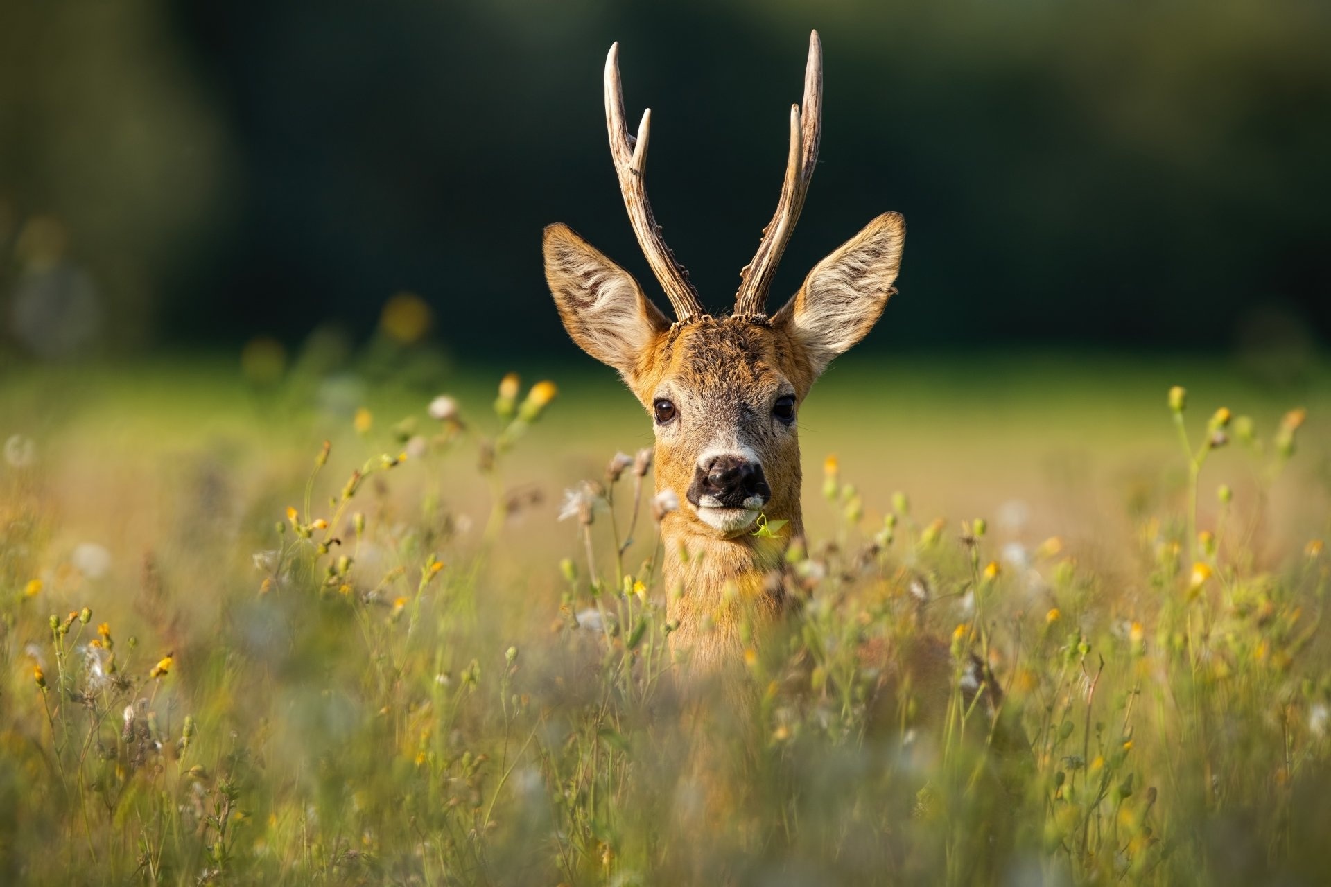 Roe deer, 4K wallpapers, Stunning backgrounds, Nature's wonders, 1920x1280 HD Desktop
