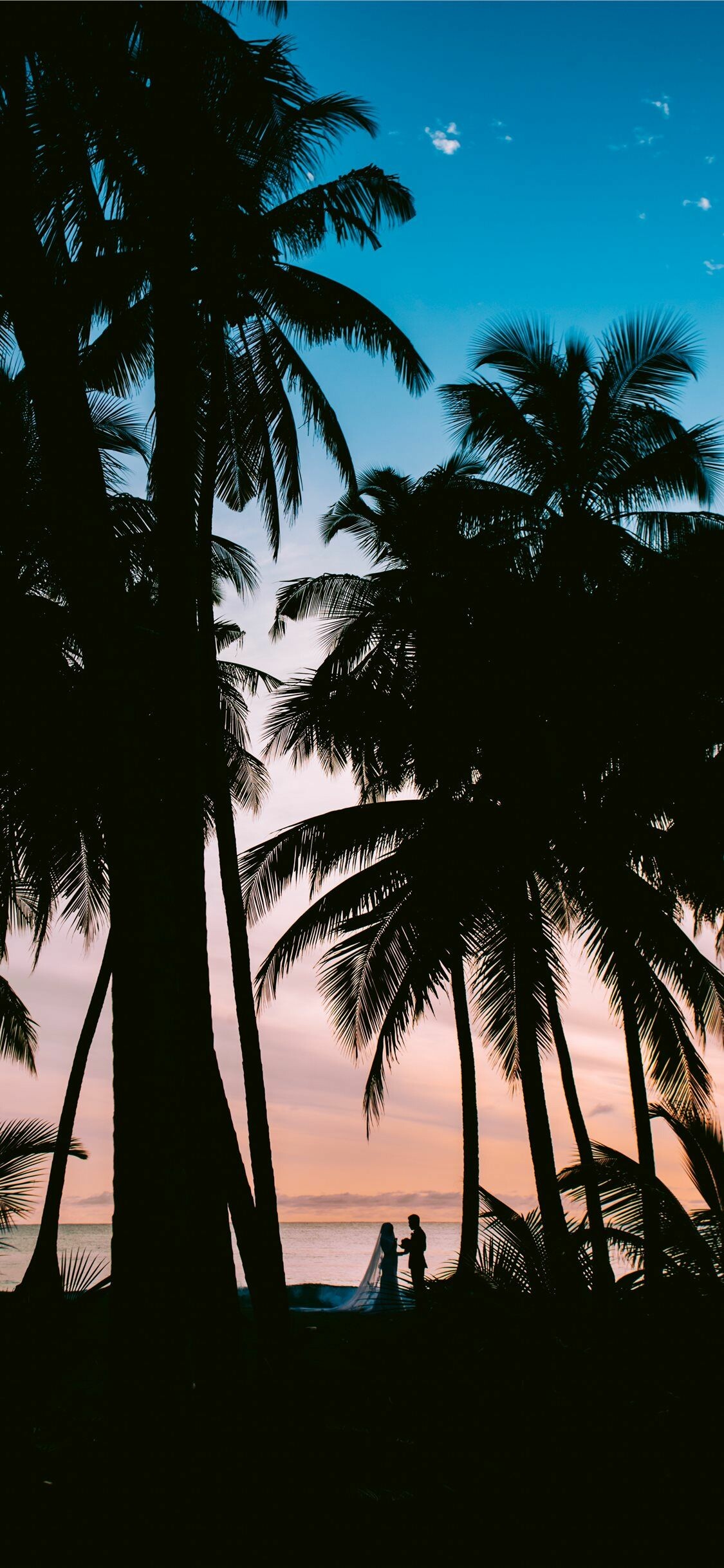 Palm Tree: Trees that are synonymous with tropical beaches, warm sunny climates. 1130x2440 HD Wallpaper.