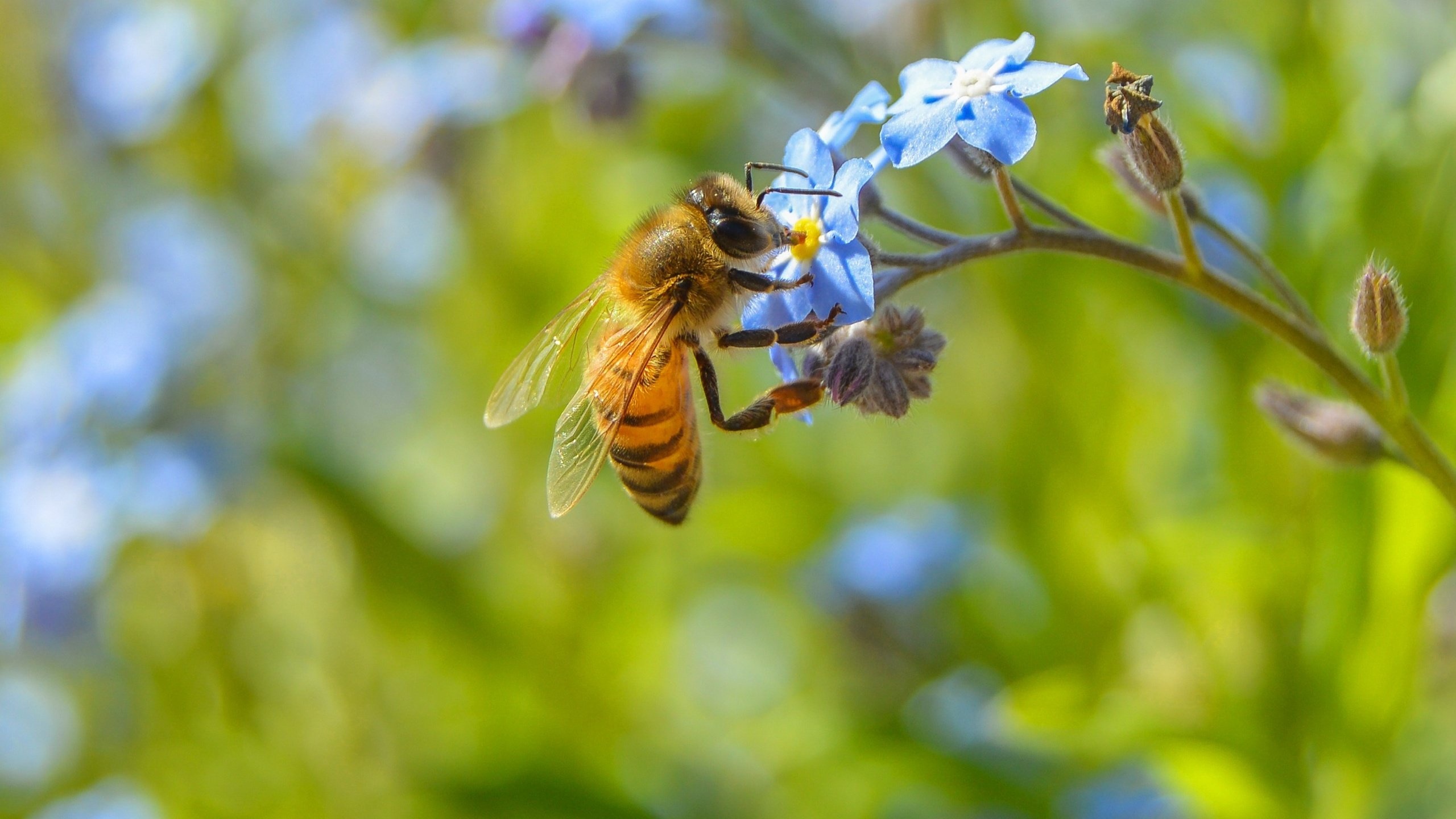 Bee: Apis mellifera, The most common of the 7–12 species of honeybees worldwide. 2560x1440 HD Wallpaper.