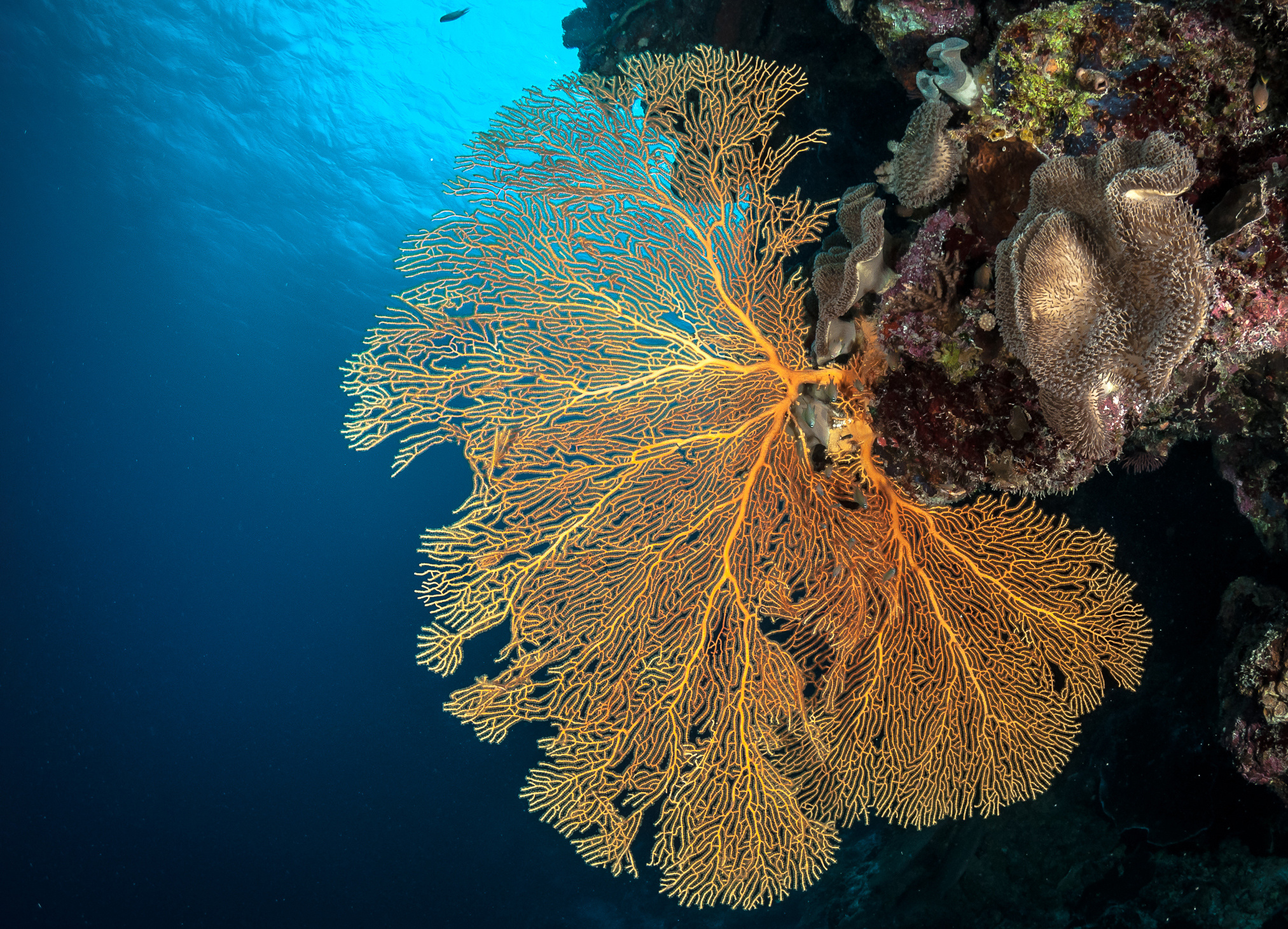 Coral Sea, Osprey Reef, Matt Curnock, Oceanographic, 2030x1460 HD Desktop