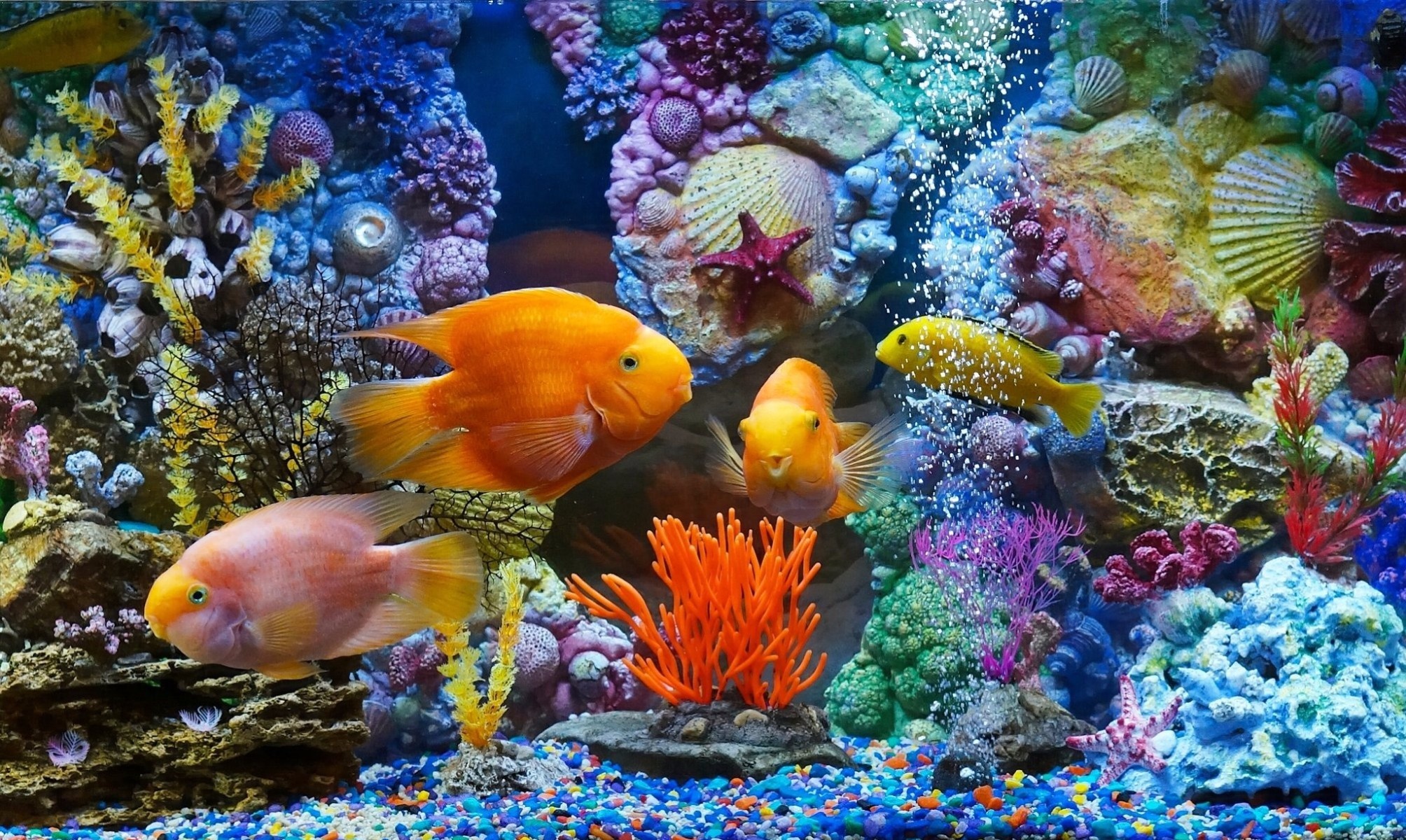 Aquarium, Vibrant underwater scenes, Diverse marine life, Serene environment, Tranquil beauty, 2010x1200 HD Desktop