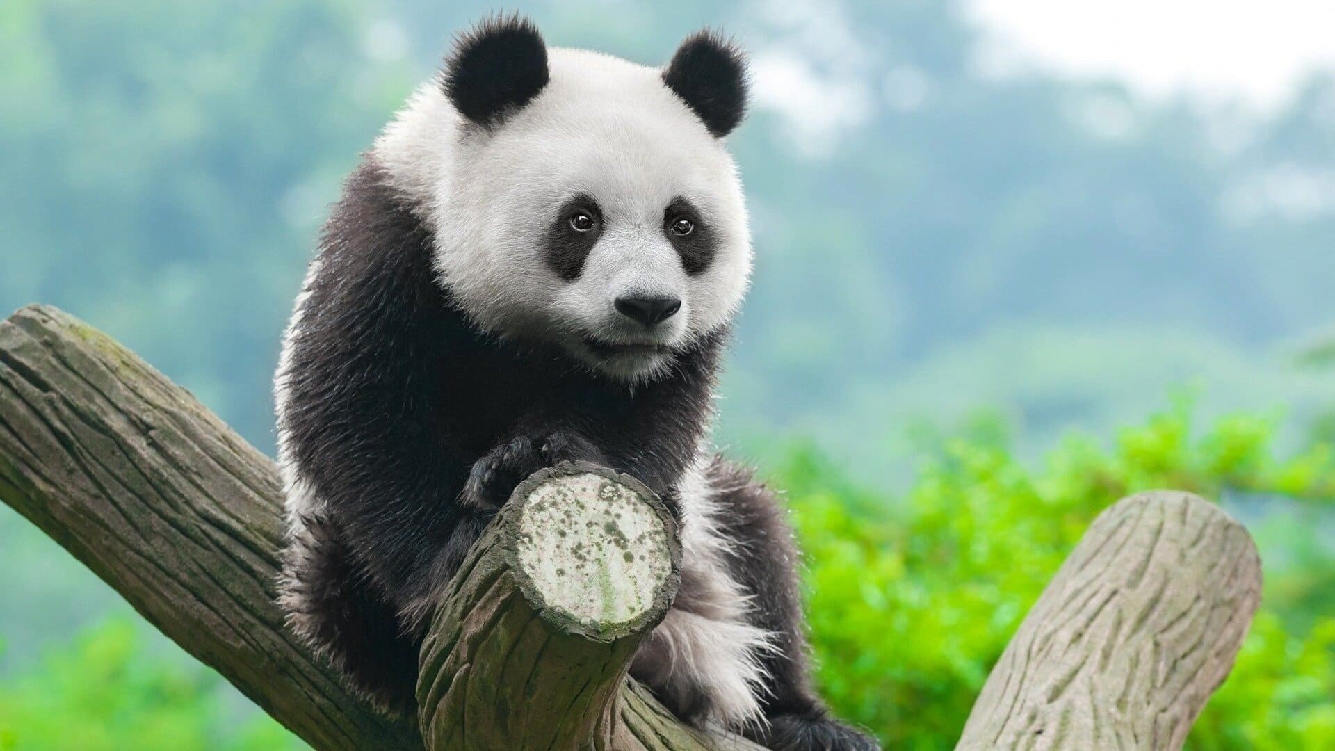 Panda: Native to the mountain forests of southwest China, Bearlike mammal. 1920x1080 Full HD Wallpaper.