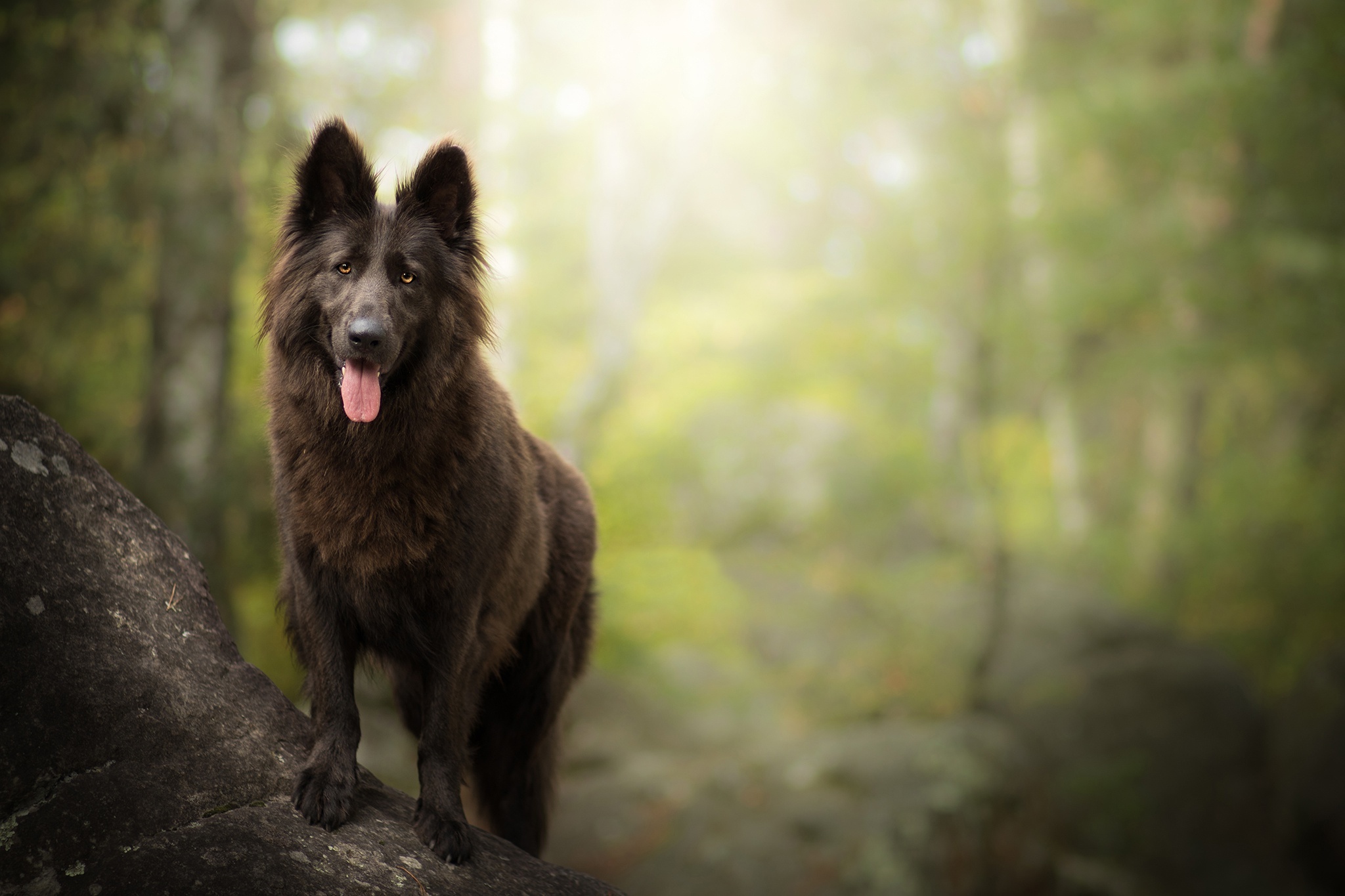 Belgian Tervuren, Belgian shepherd, Cute dog images, Full HD quality, 2050x1370 HD Desktop