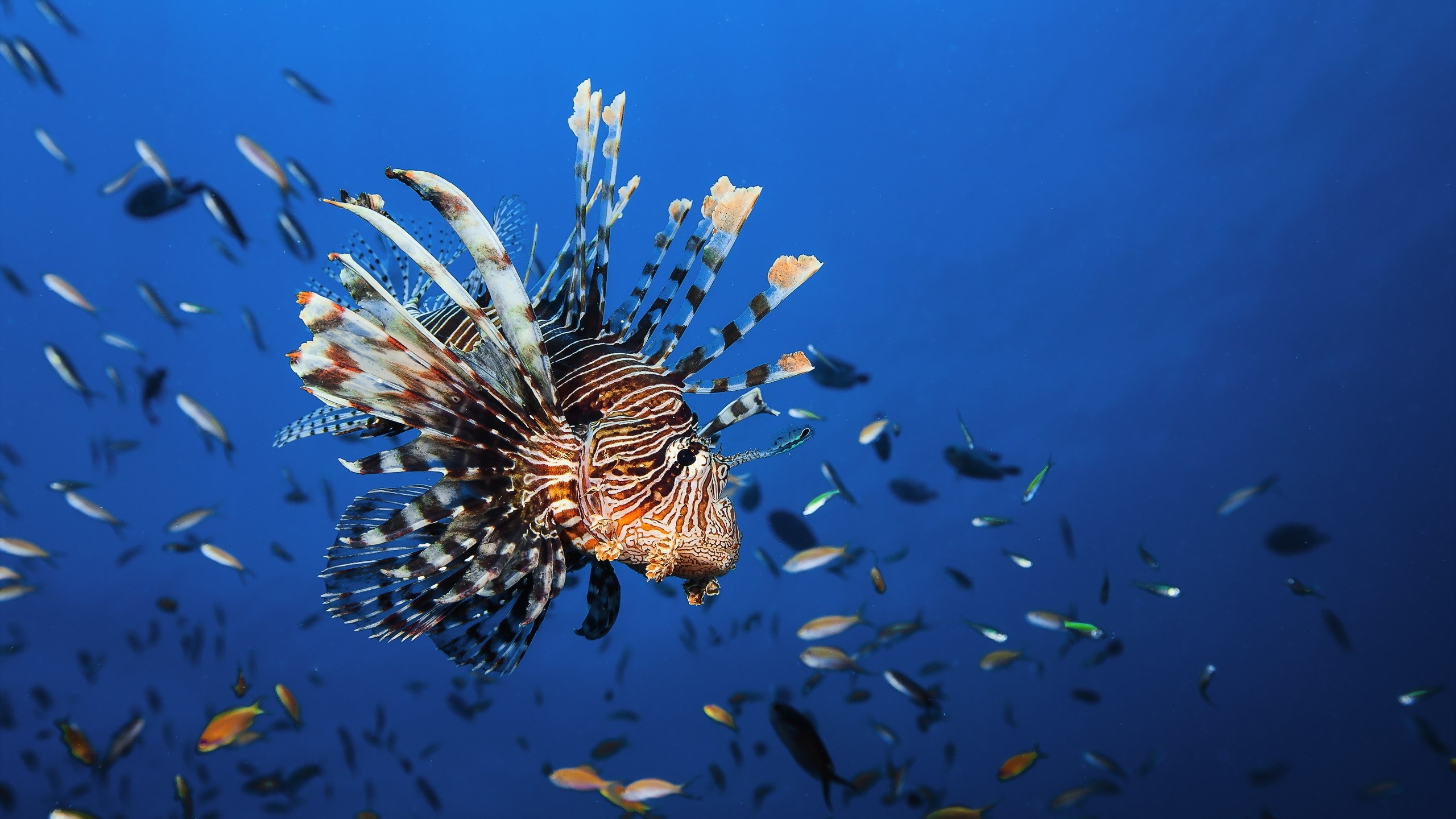 Oceanarium Other, Majestic lionfish, Underwater fascination, Oceanic marvels, 2560x1440 HD Desktop