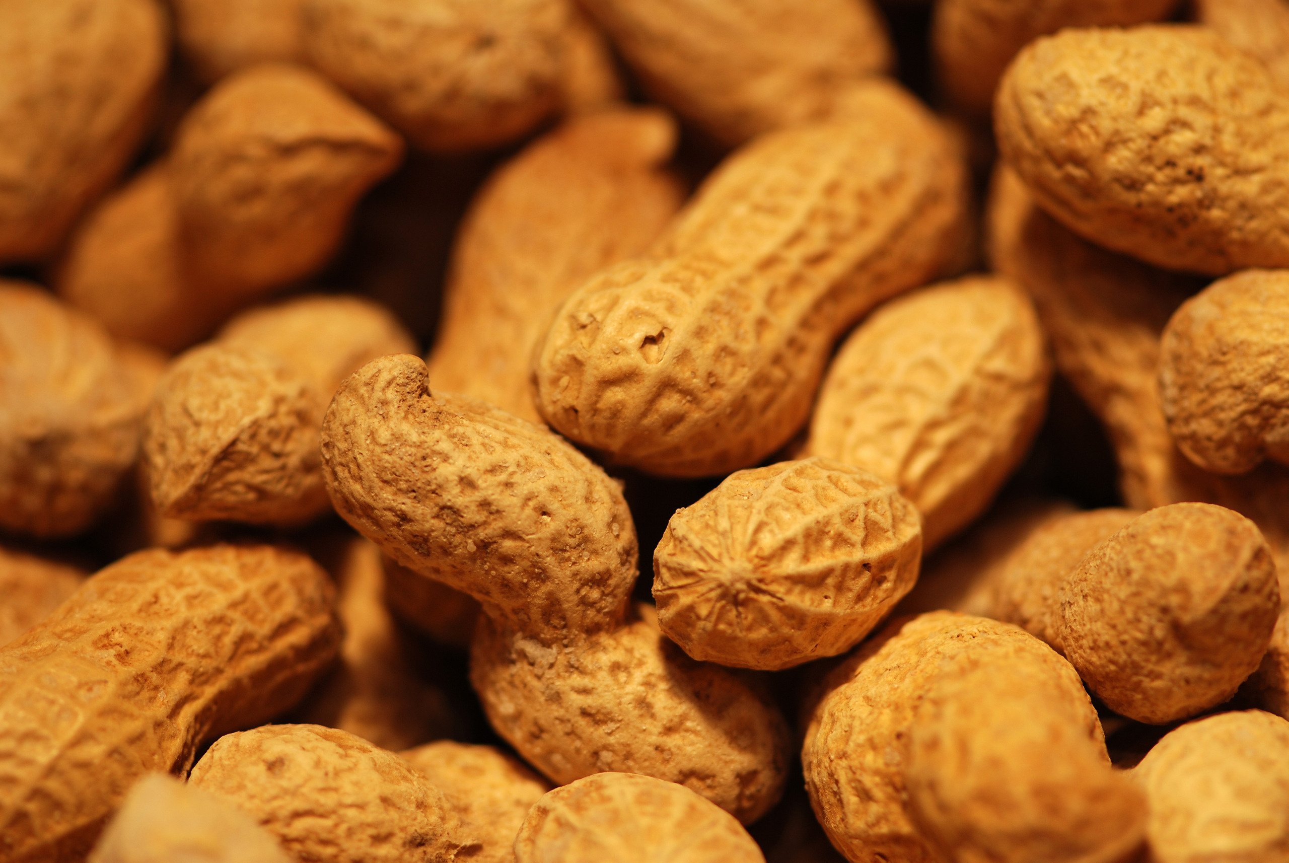 Nuts: Peanut, Arachis hypogaea, A legume crop grown mainly for its edible seeds. 2560x1720 HD Background.