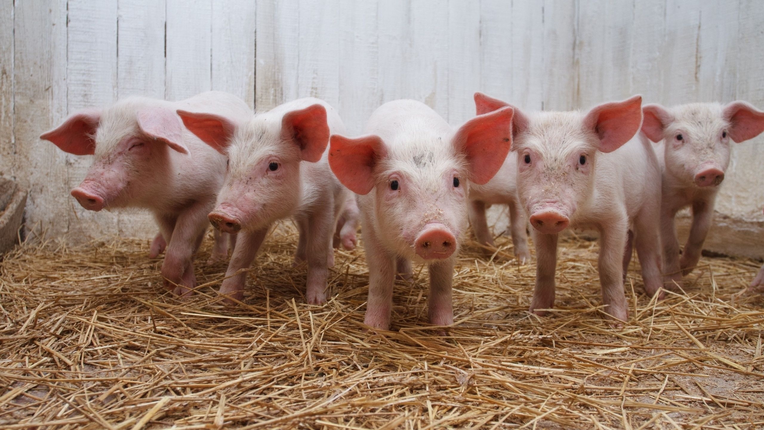 Playful piglets, Cute farm animals, Oink and snort, Piggy mischief, 2560x1440 HD Desktop