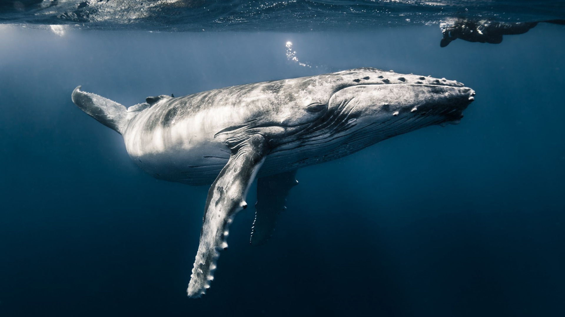 Blue Whale, Underwater sea, Bubles section, Animals, 1920x1080 Full HD Desktop