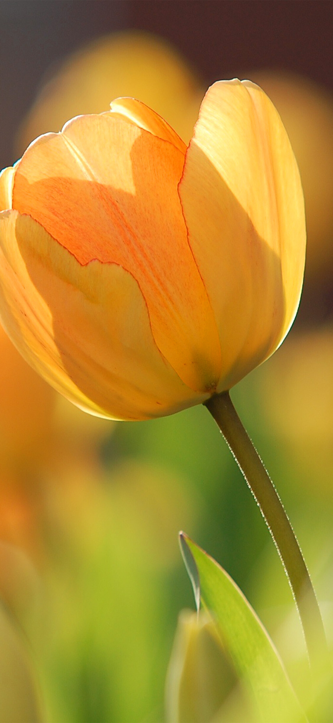 Tulip: The tulip's fruit is a globose or ellipsoid capsule with a leathery covering and an ellipsoid to globe shape, Flower. 1130x2440 HD Wallpaper.