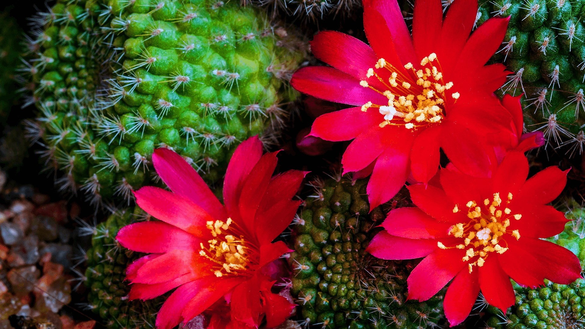 Cactus: In the absence of true leaves, stems carry out photosynthesis. 1920x1080 Full HD Wallpaper.
