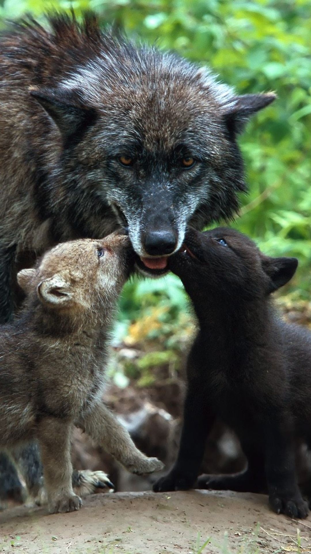 Wolf family babies, Care and protection, Nature's harmony, Beautiful bond, 1080x1920 Full HD Phone