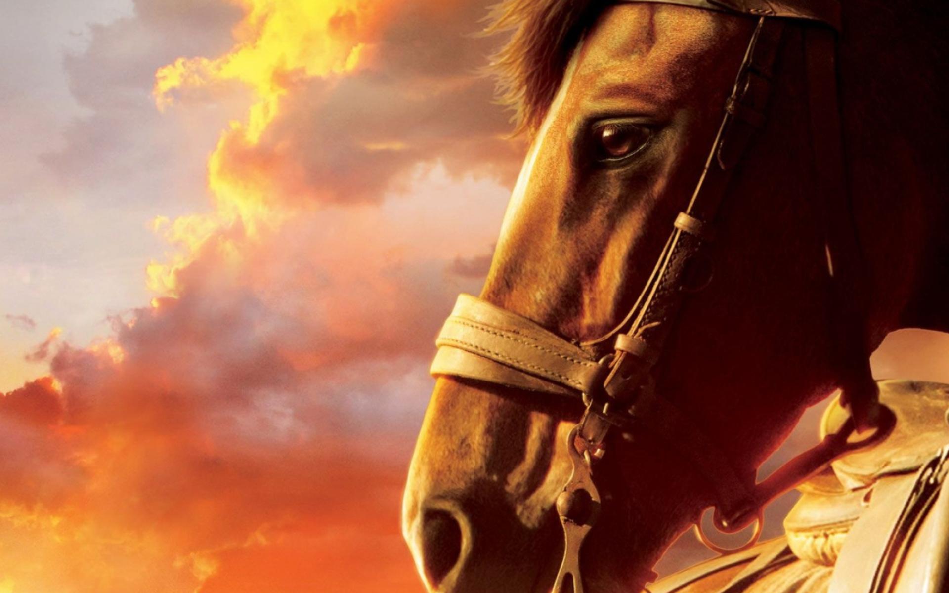 War Horse: Joey, Equine friend, An odyssey full of danger, joy and sorrow. 1920x1200 HD Background.