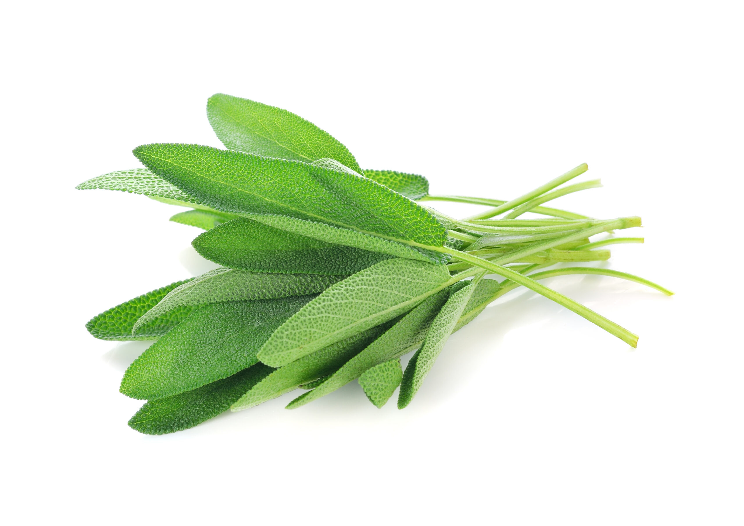 Alternatives to sage leaves, Substitutes in recipes, Culinary herb options, Flavor replacements, 2560x1810 HD Desktop