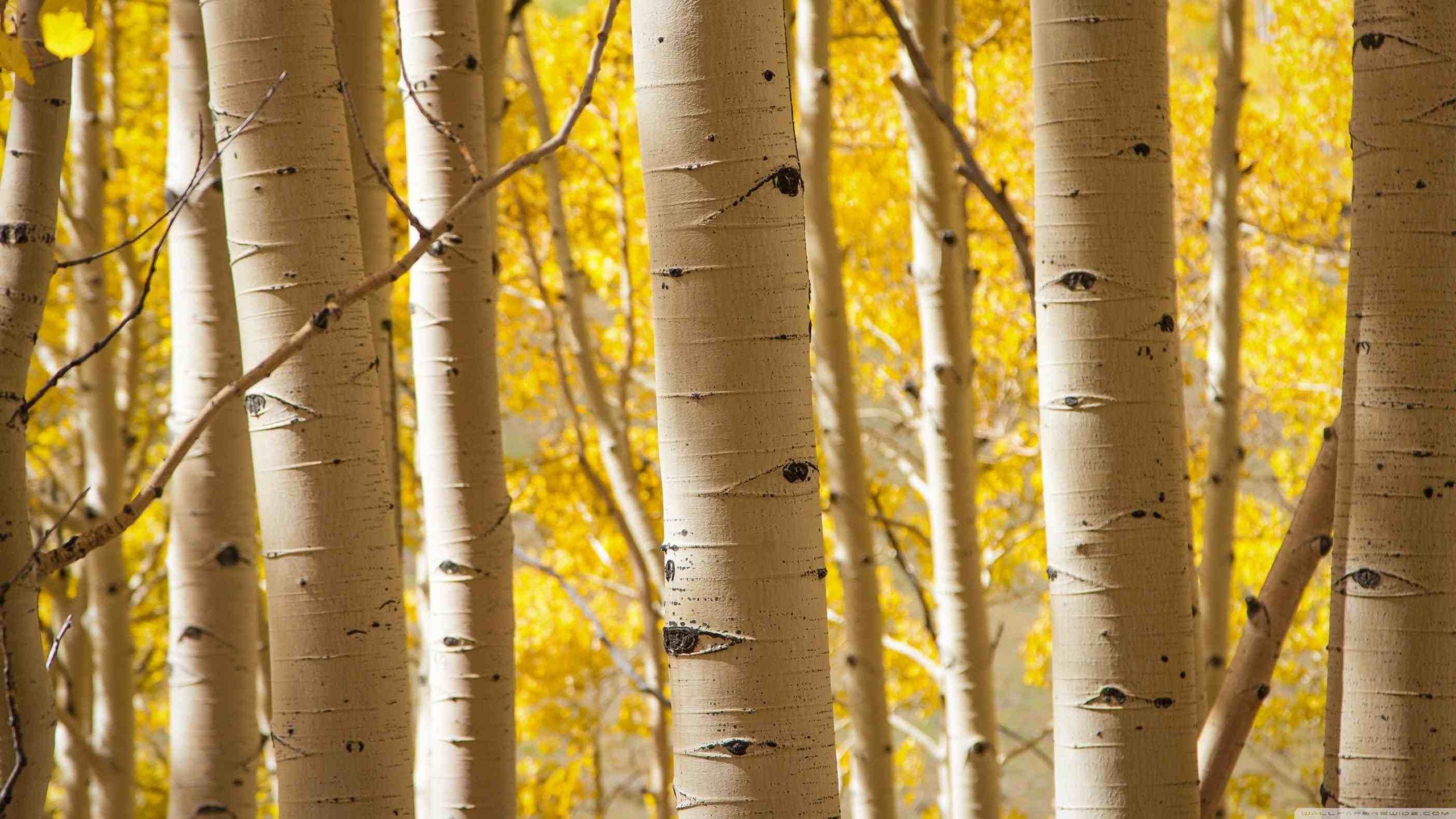 Birch Tree, Nature, Desktop, Wallpaper, 2810x1580 HD Desktop