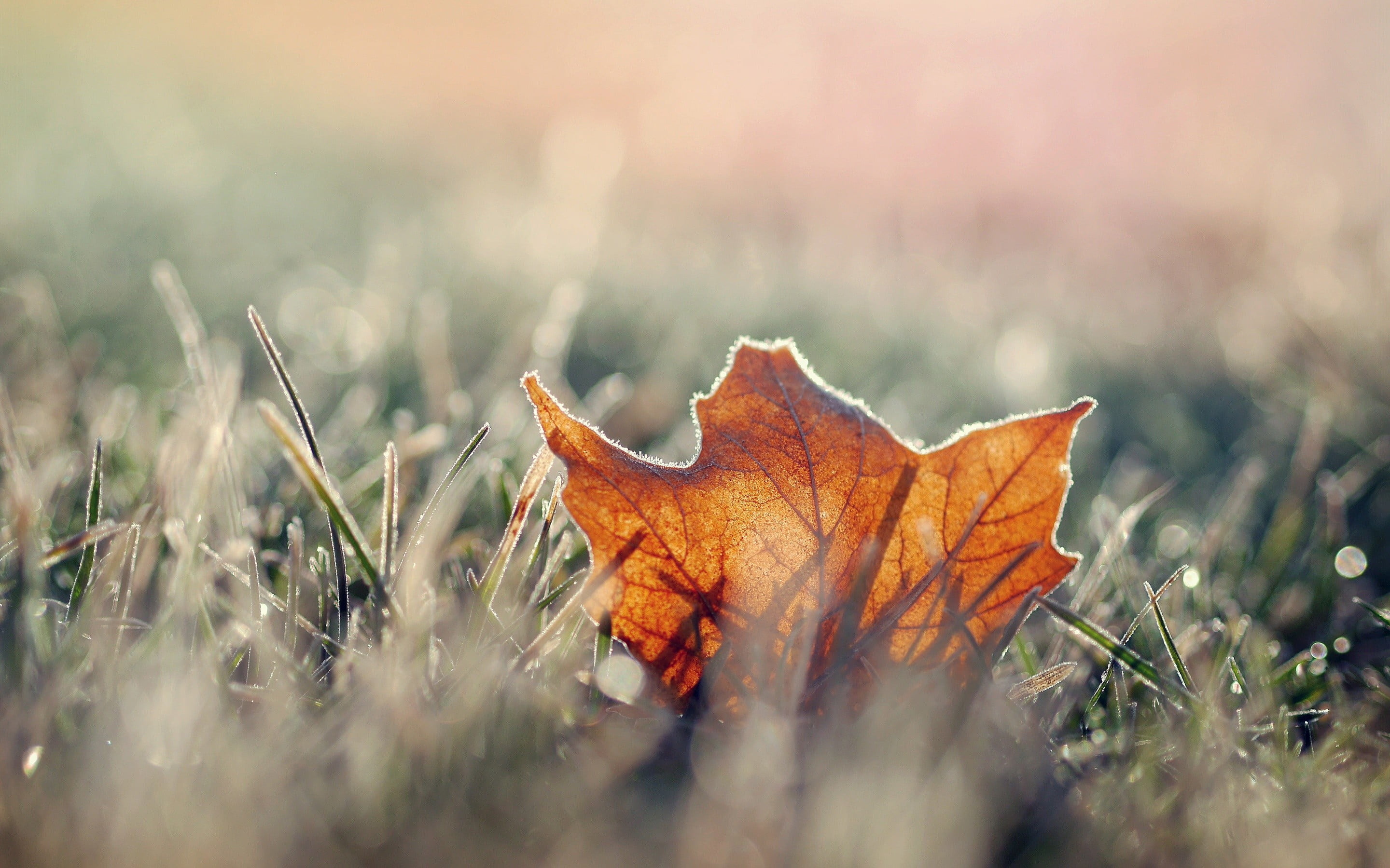 Maple leaf on top grass, Grass macro leaves, Fall HD wallpaper, Maple leaf, 2880x1800 HD Desktop