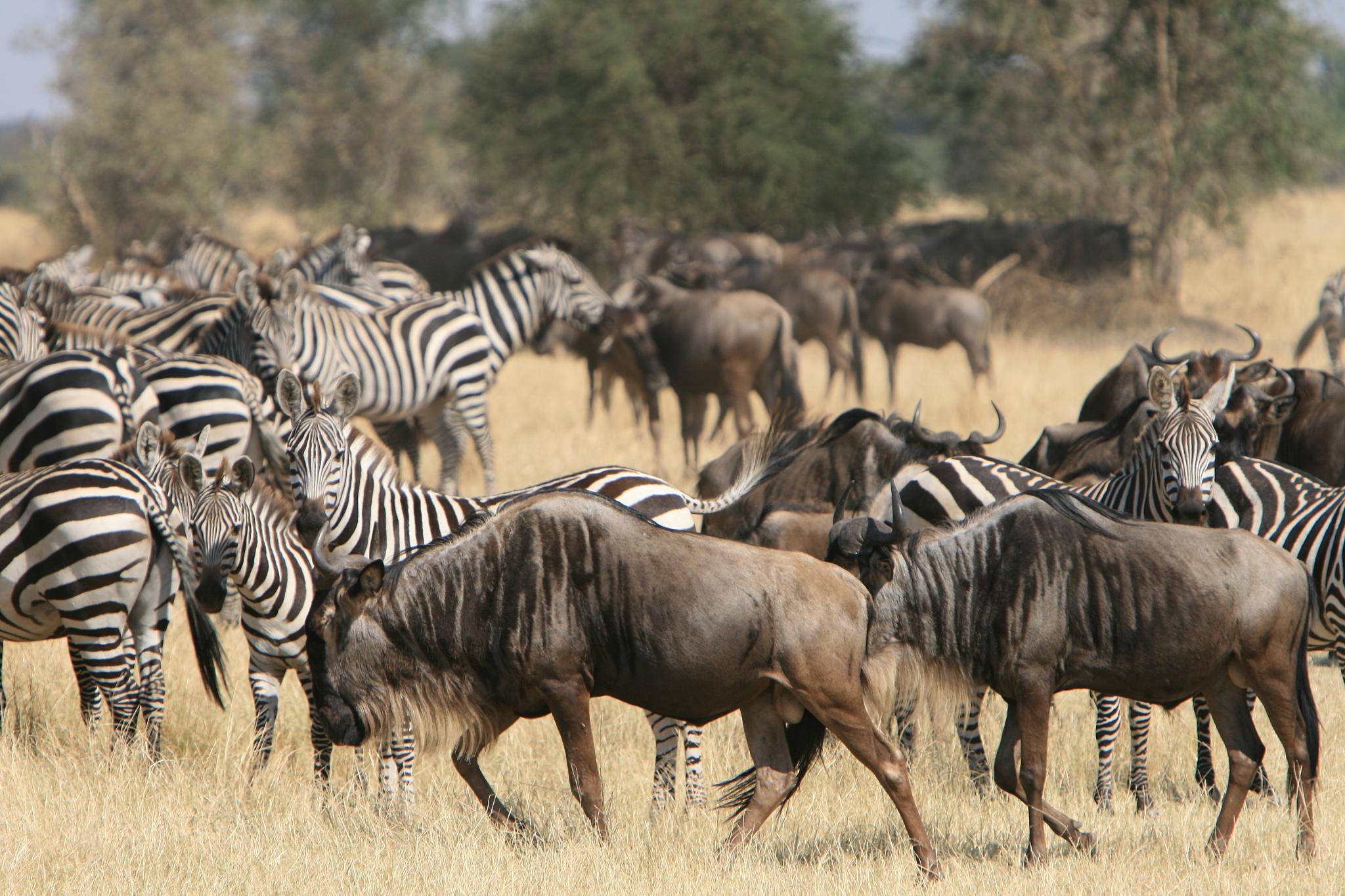 Serengeti National Park, Wilderness Adventure, Wildlife, Africa, 2050x1370 HD Desktop
