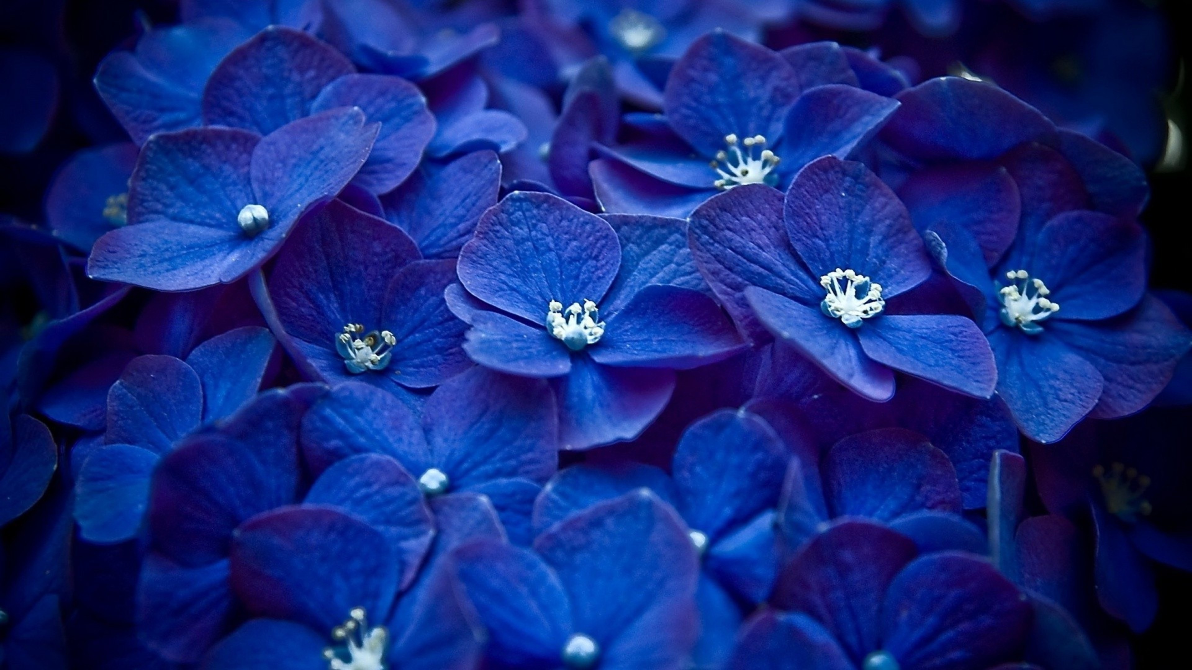 Hydrangea blooms, Botanical wonder, Serene beauty, Natural allure, 3840x2160 4K Desktop