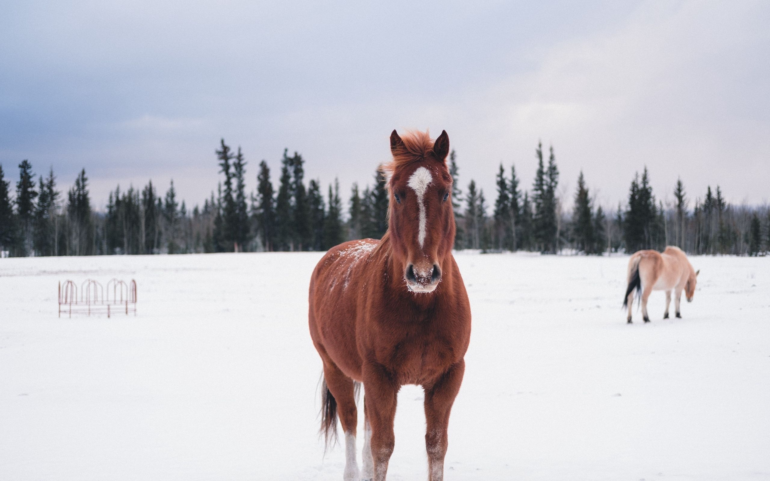 Horses in the Snow, Winter horse wallpapers, collection, 2560x1600 HD Desktop