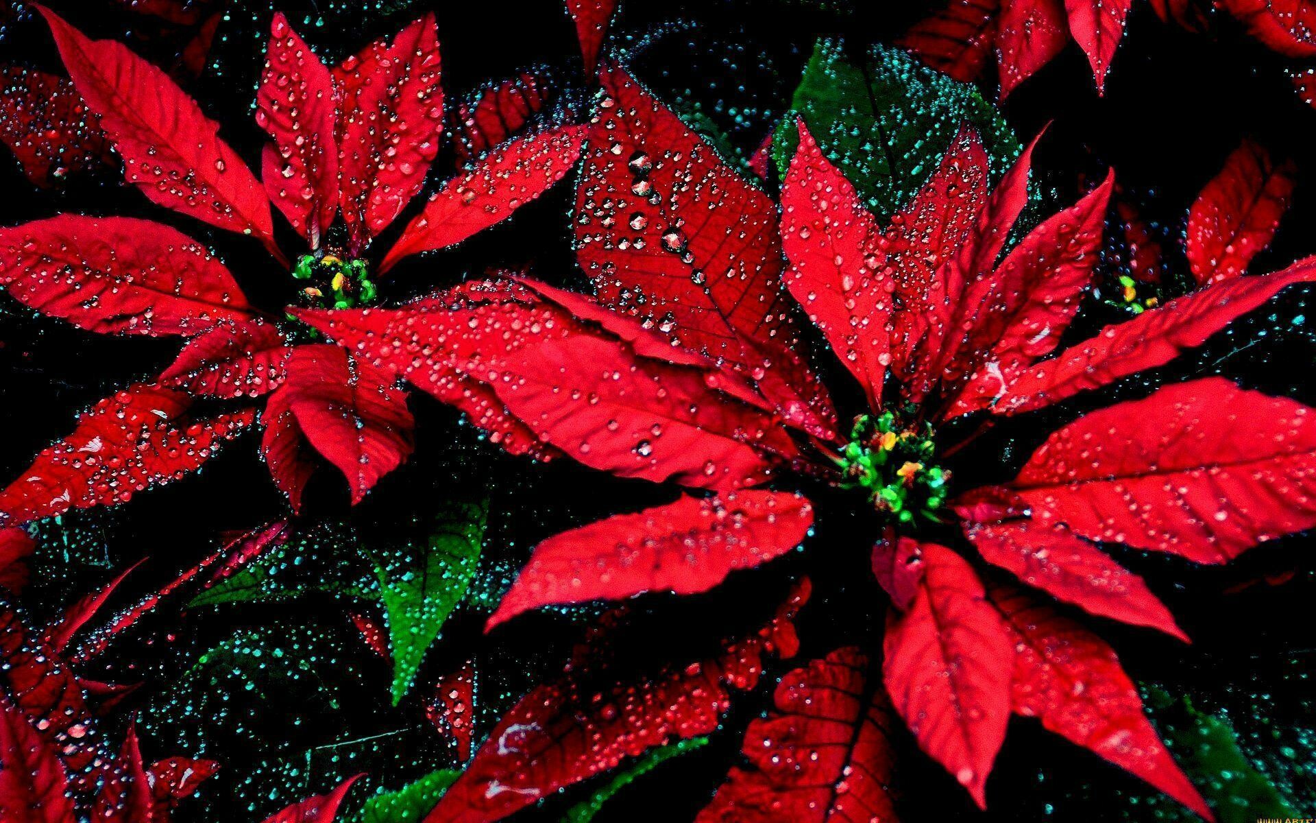 Poinsettia: Native to Mexico and Central America, where it grows in moist, wet, wooded ravines and on rocky hillsides, Christmas flower. 1920x1200 HD Background.