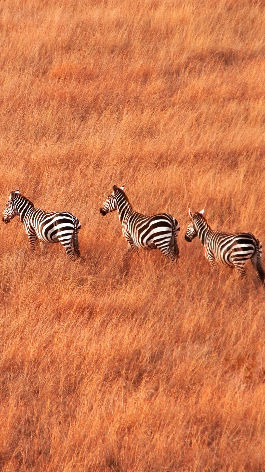 Herd of zebras, Walking across savanna, Maasai Mara Reserve, 1080x1920 Full HD Phone