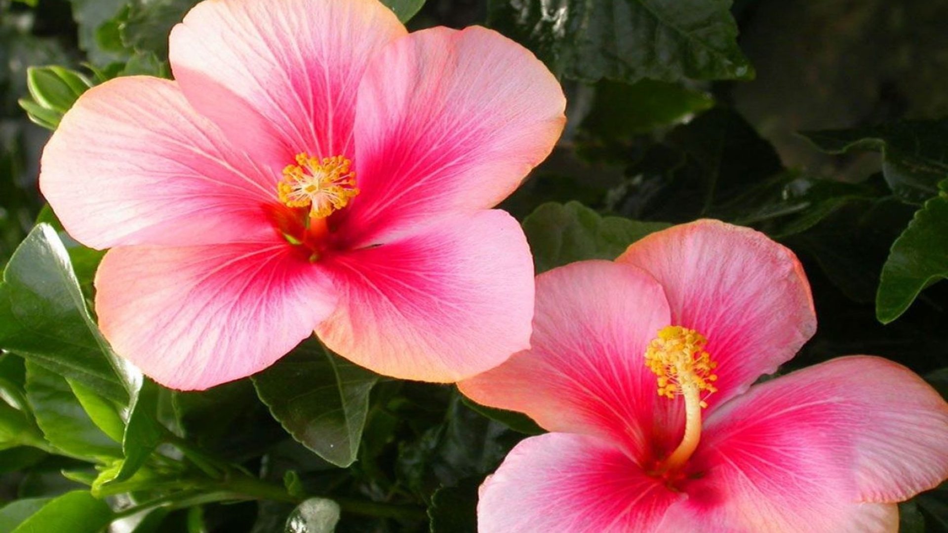 Pink hibiscus flower, Floral background, Nature's beauty, Garden delight, 1920x1080 Full HD Desktop