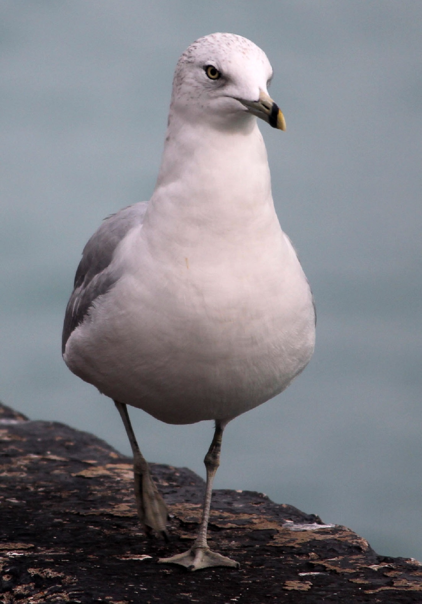 Nature's beauty, Seagull photography, Coastal marvels, Tranquil imagery, 1350x1920 HD Phone