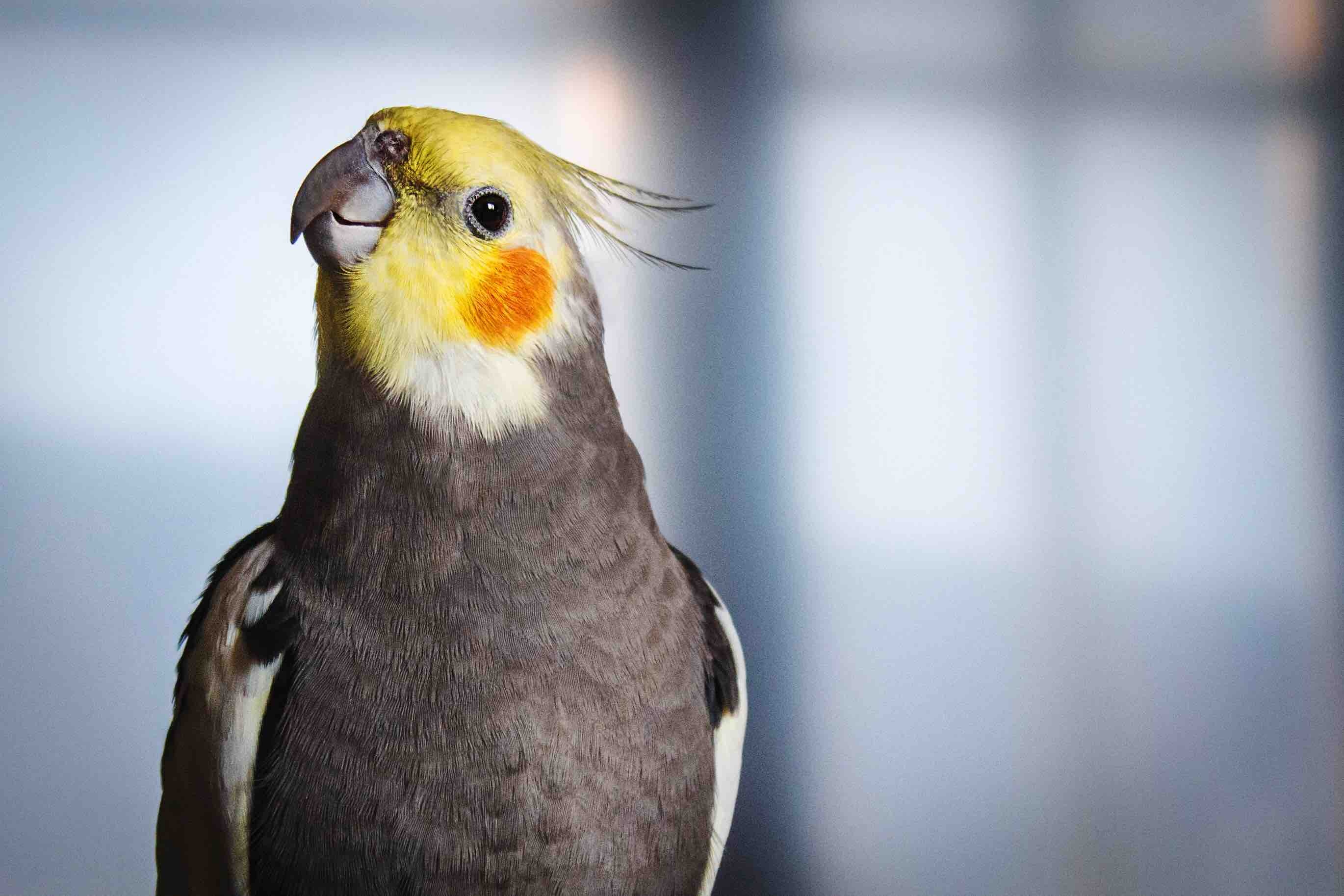 Fascinating cockatiel facts, Sing-along buddies, Charming feathered pets, Delightful avian companions, 2740x1830 HD Desktop