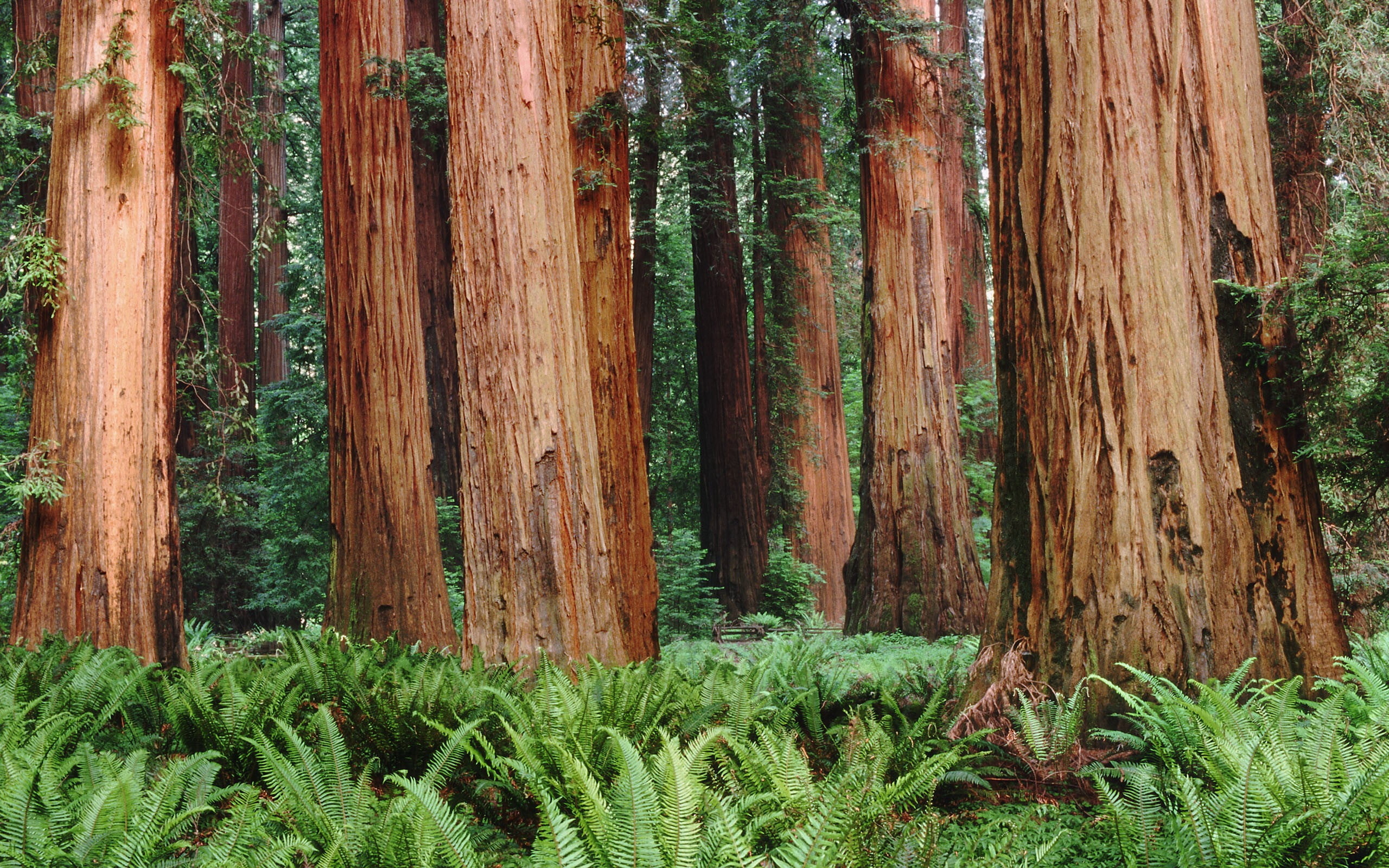 Nature's brown beauty, Redwood wonder, Tranquil plants, Serene trees, 2560x1600 HD Desktop