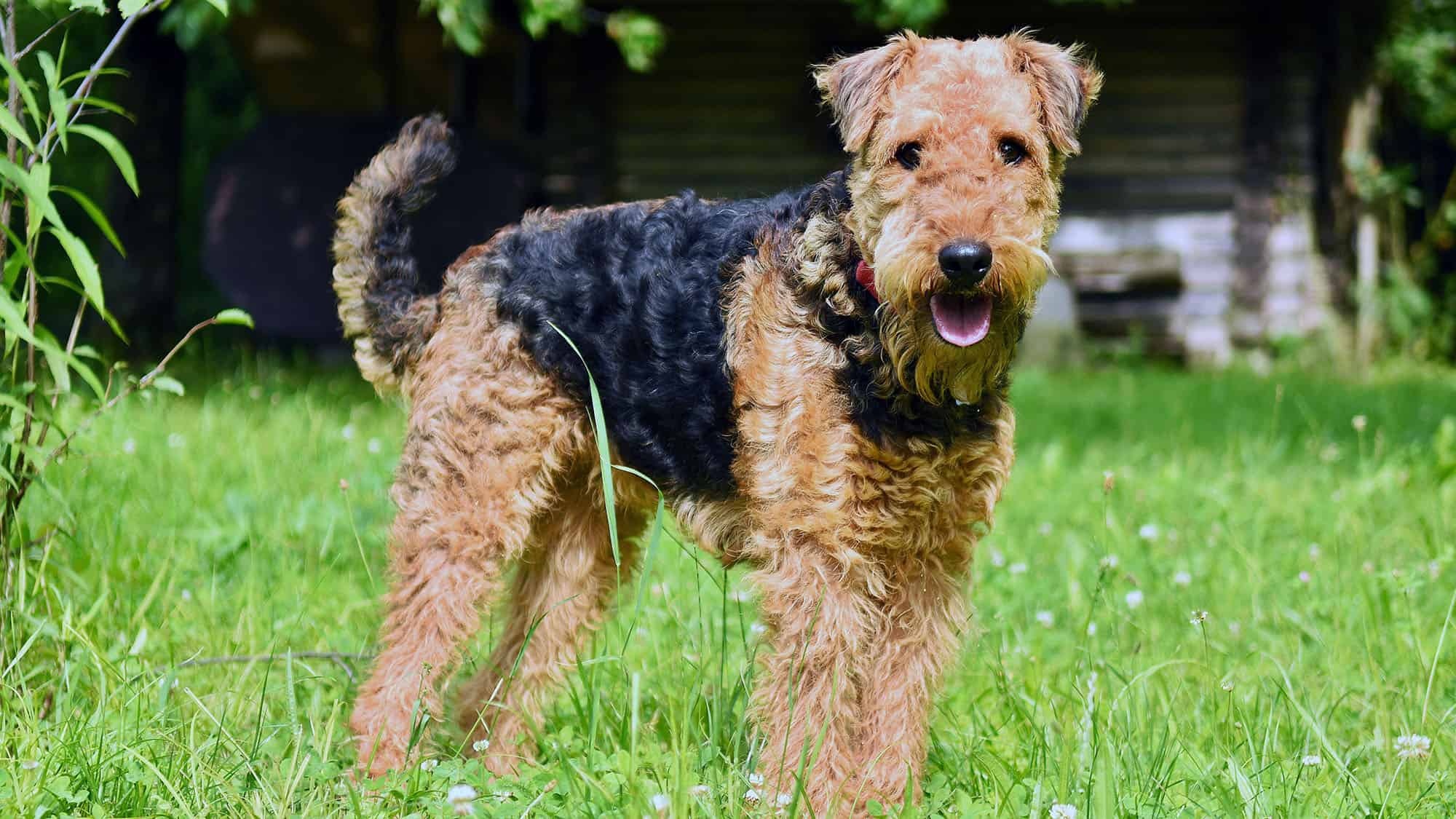 Airedoodle, Airedale terrier mix, Hybrid dogs, Online discount, 2000x1130 HD Desktop