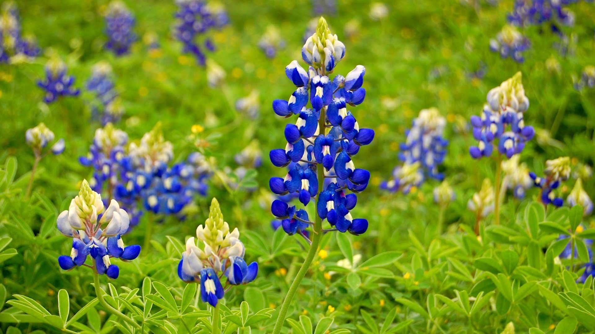Bluebonnet, Flower wallpaper, Wildflower beauty, Texas landscapes, 1920x1080 Full HD Desktop