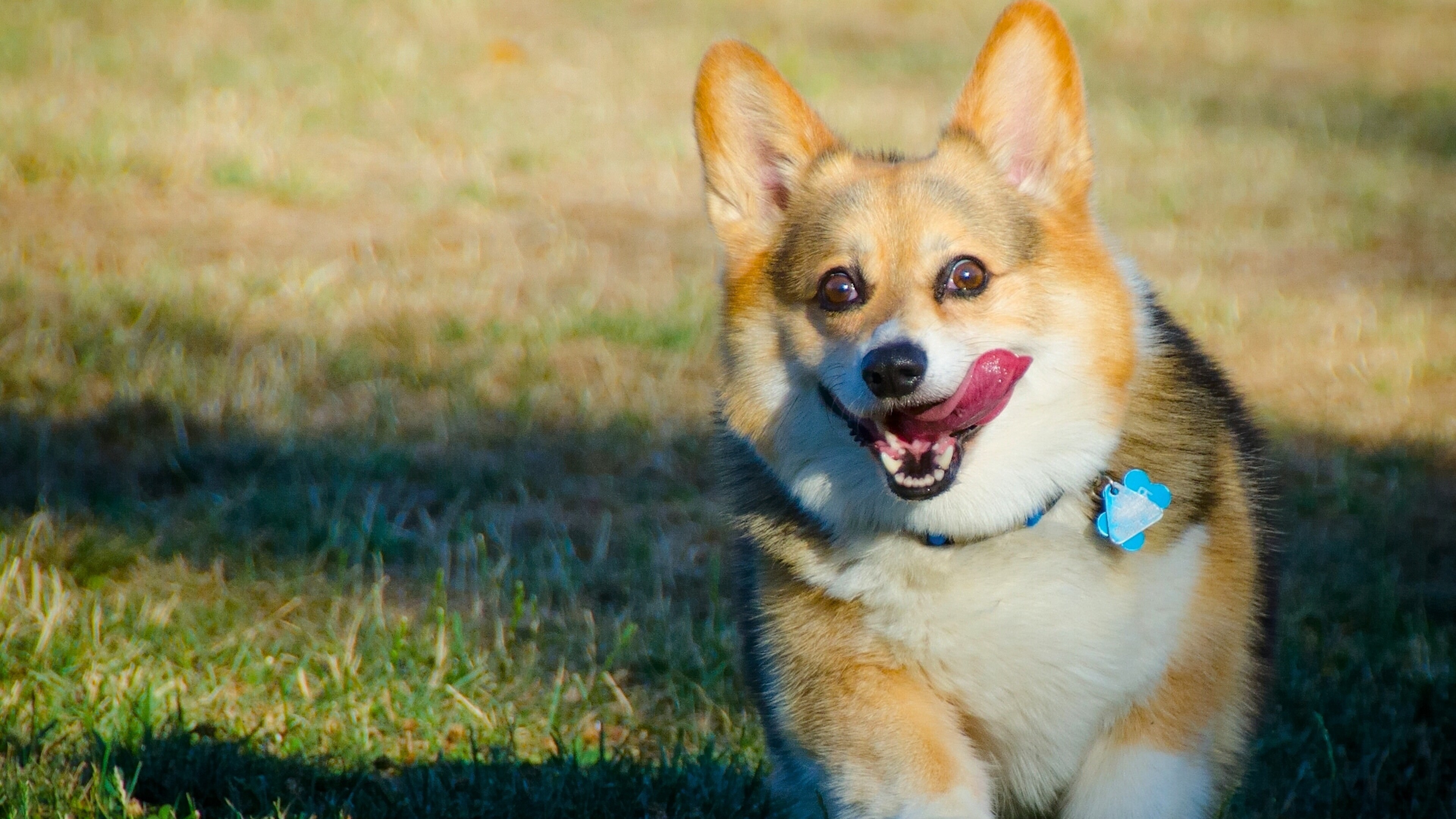 Corgi: A small type of herding dog that originated in Wales. 3840x2160 4K Background.