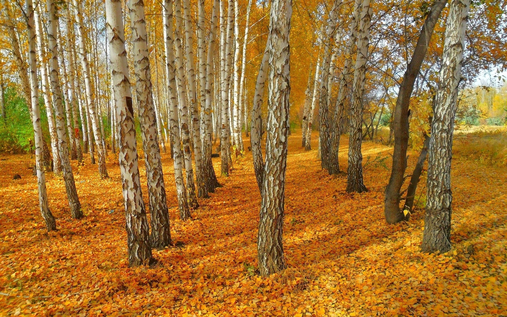 Birch trees autumn landscape, Yellow leaves, Wallpaper, Nature, 1920x1200 HD Desktop