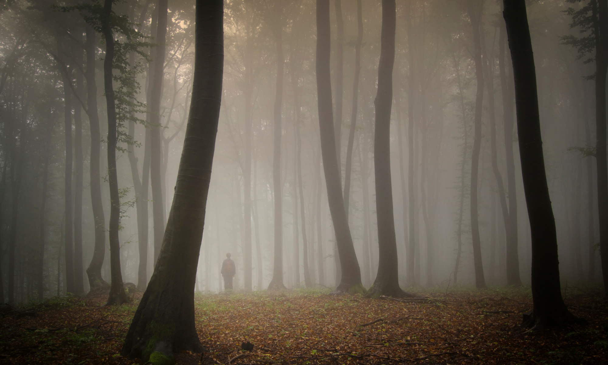 Haunted Forest, Dark and mysterious, Spooky atmosphere, Eerie woodland, 2000x1200 HD Desktop