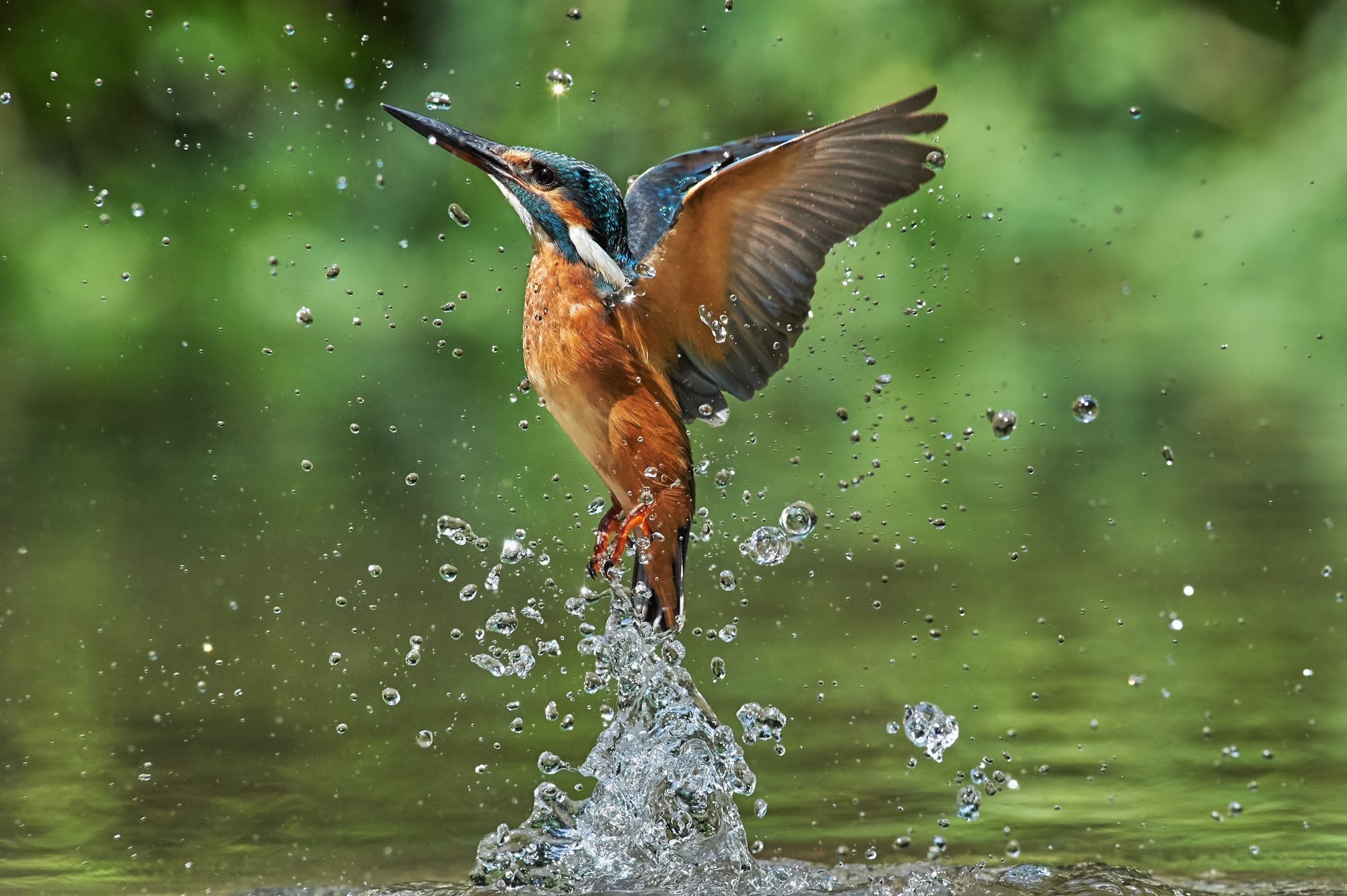 Eurasian small blue kingfisher, HD wallpaper, Beautiful bird, Background image, 2000x1340 HD Desktop