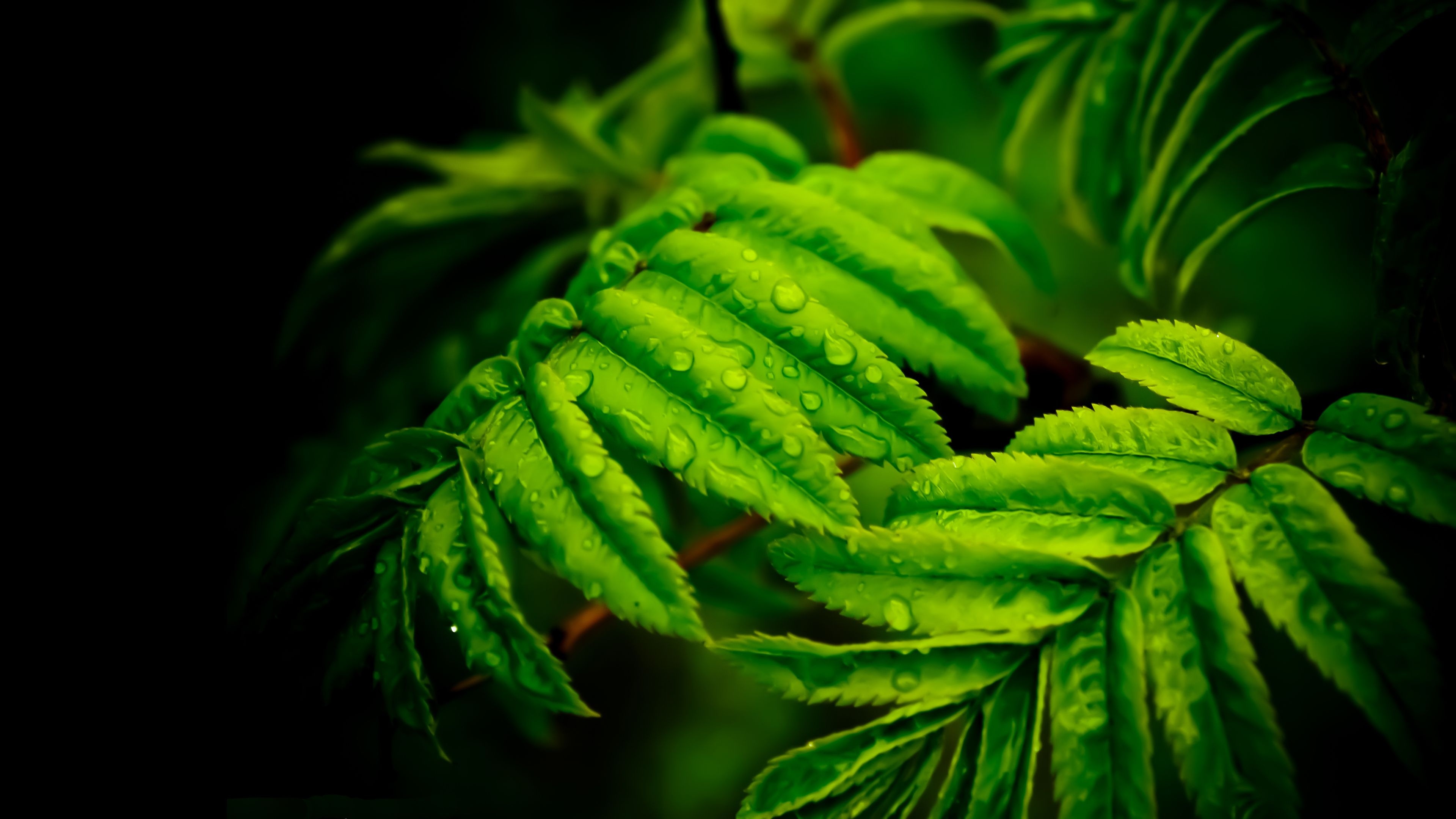 Green Leaf: Fern, A member of a group of vascular plants that reproduce via spores. 3840x2160 4K Wallpaper.