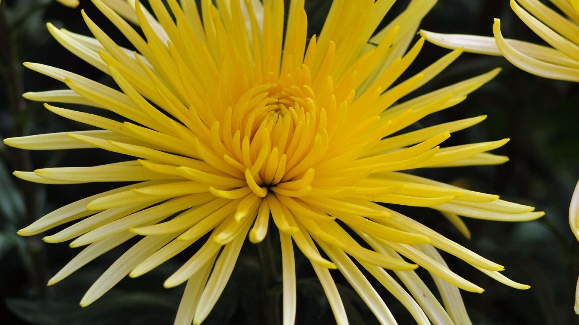 Chrysanthemum: The flowers come in various shapes, sizes and colours, Mums. 1920x1080 Full HD Wallpaper.