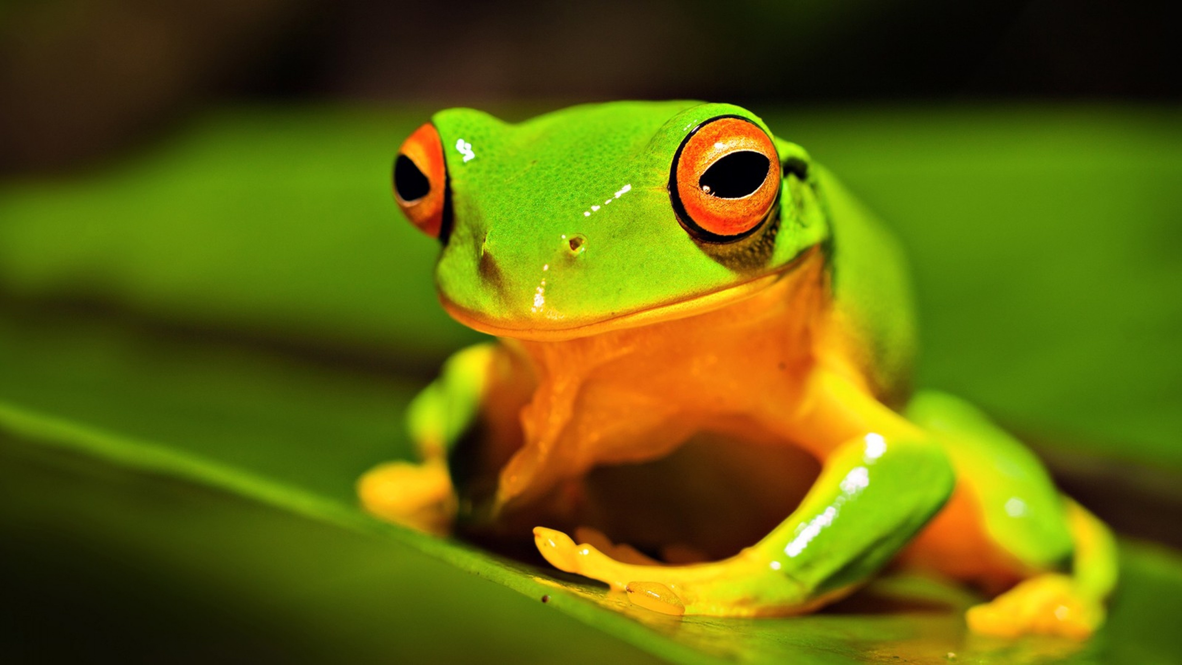 Green tree frog, Vibrant colours, Natural habitat, Captivating species, 3840x2160 4K Desktop