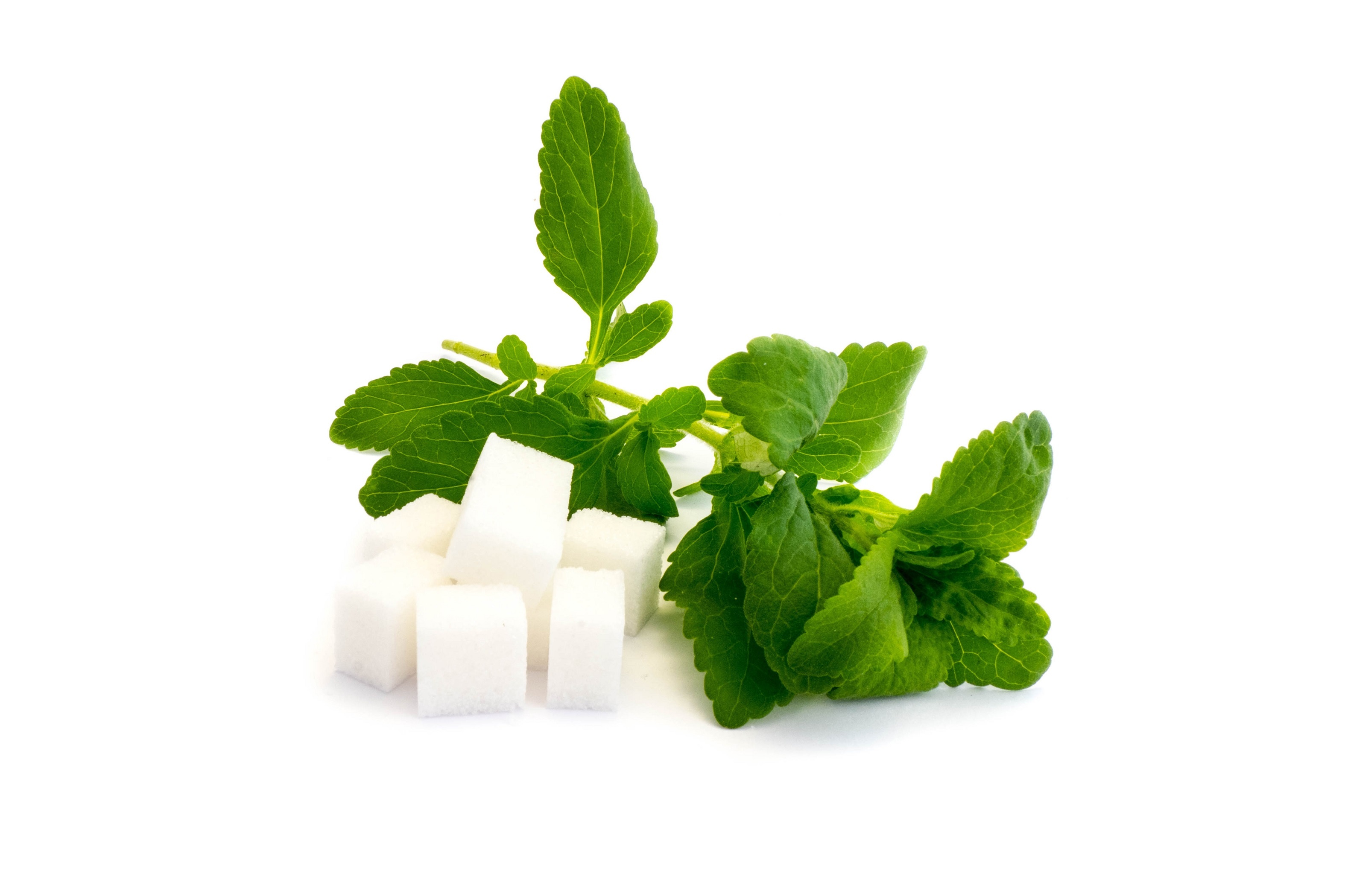 Healing herb, Stevia uses, Honey leaf, Natural remedies, 3150x2100 HD Desktop