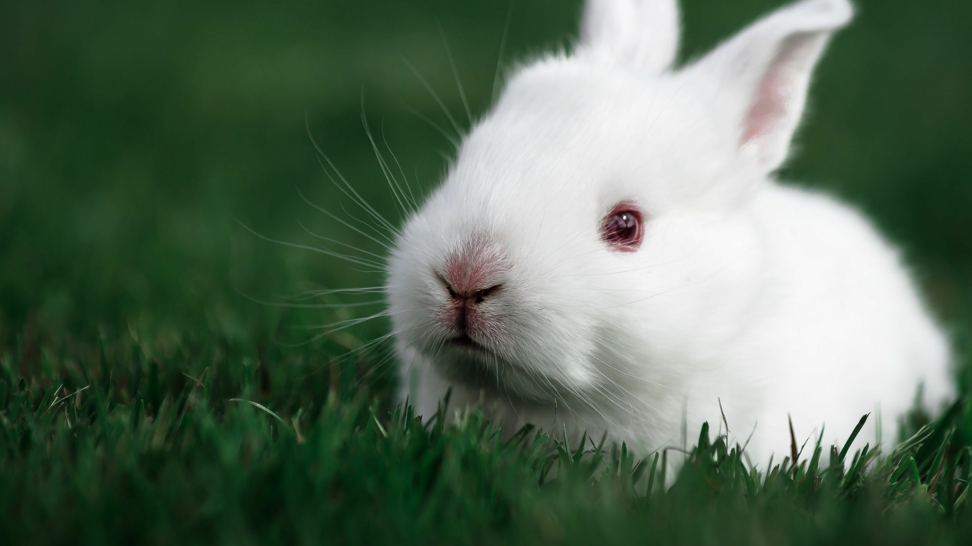 Rabbit: Wild animals, Red-eyed bunny. 3840x2160 4K Background.