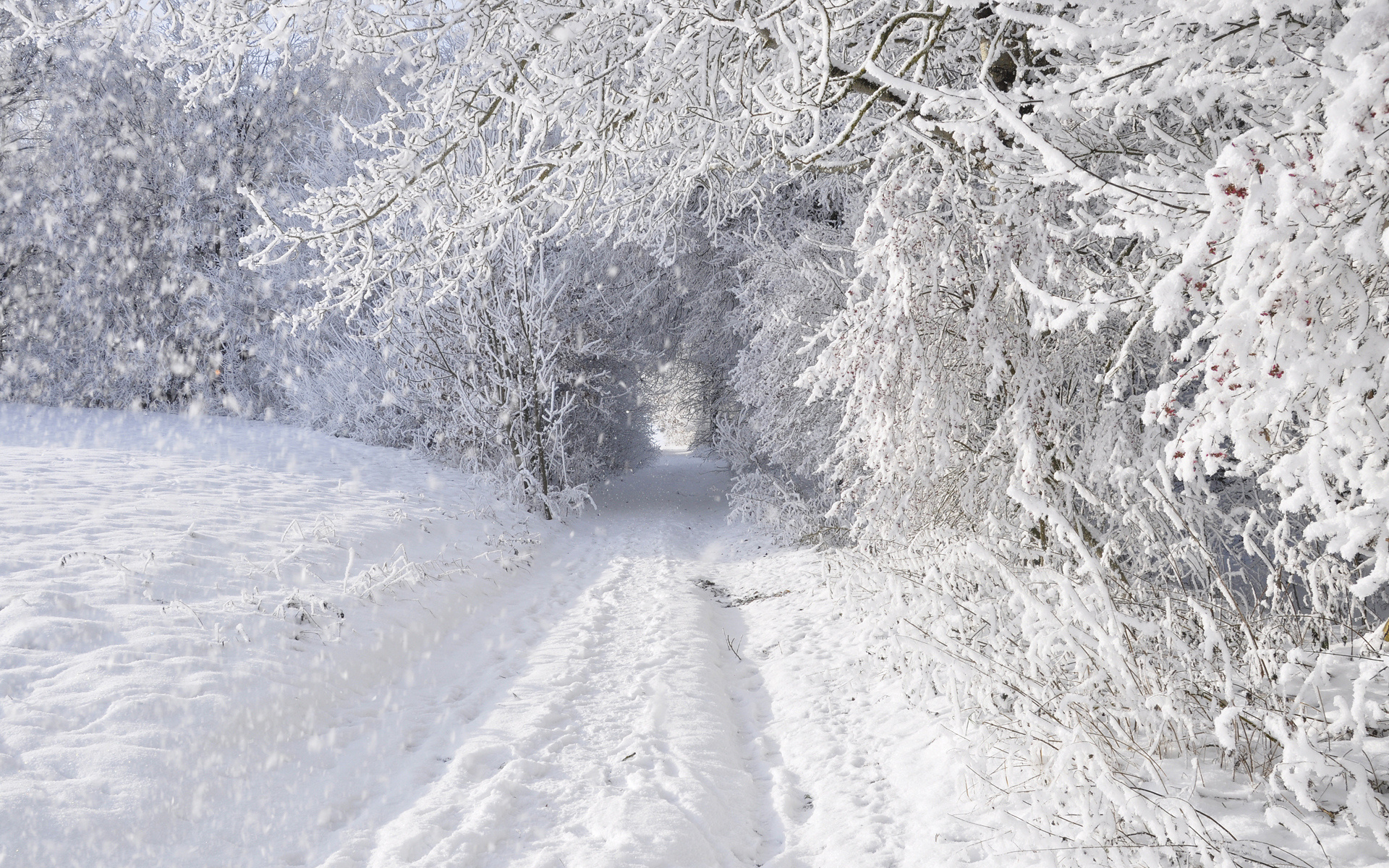 Ice Storm, Blizzard wallpaper, Winter scenes, Snowy landscapes, 1920x1200 HD Desktop