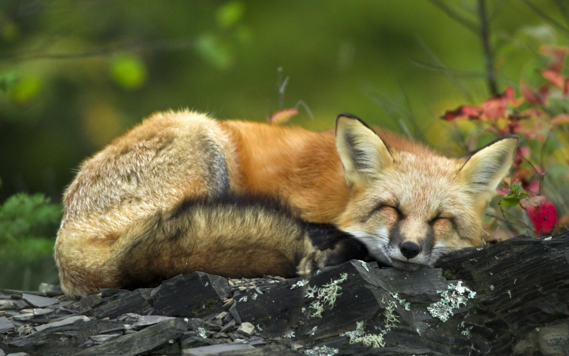 Fox: It has a slender body, long legs, a slim muzzle, upright triangular ears and a bushy tail. 1920x1200 HD Wallpaper.