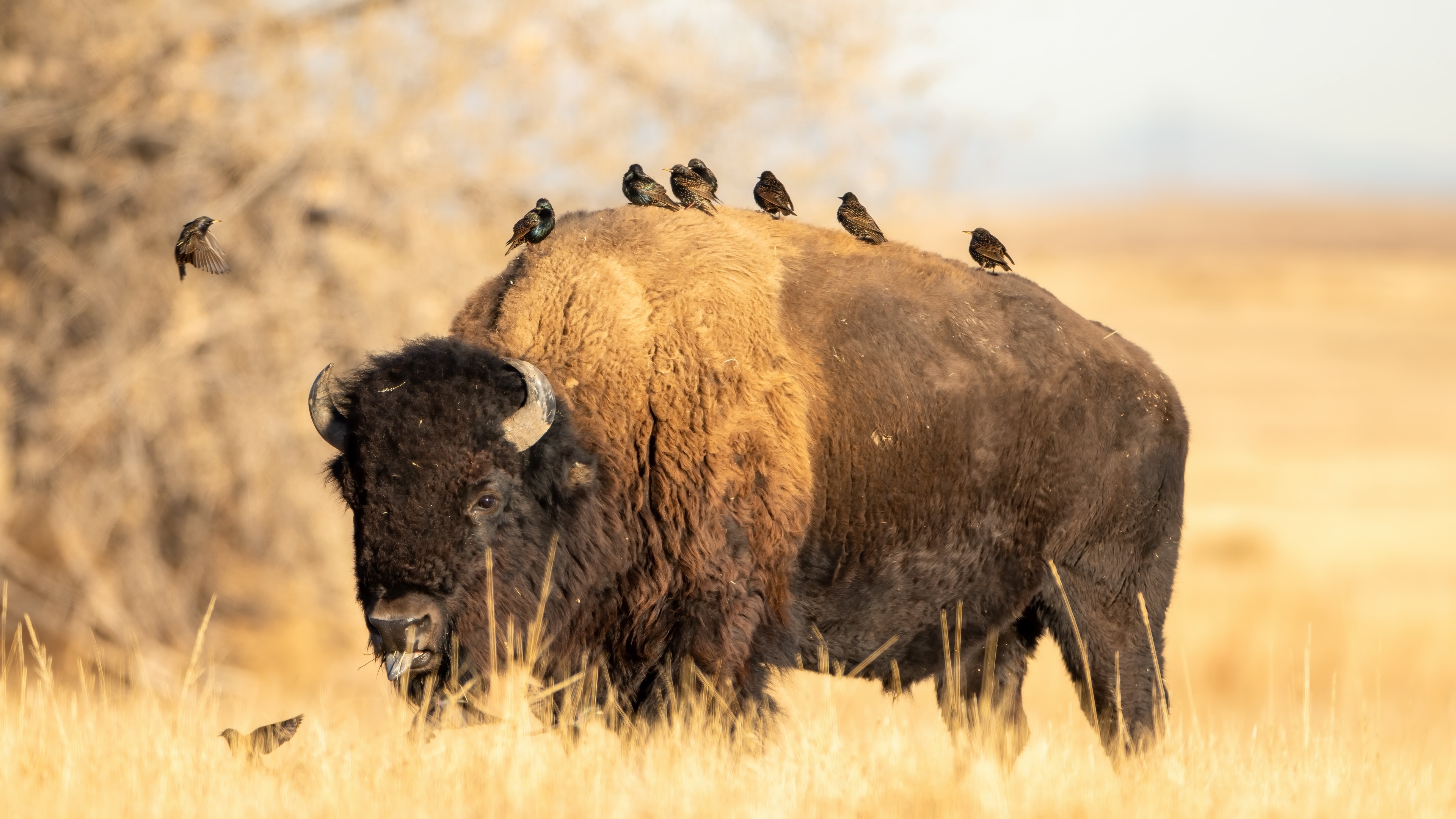 4K American bison wallpapers, High-resolution bison backgrounds, Stunning buffalo imagery, Captivating bison pictures, 3840x2160 4K Desktop