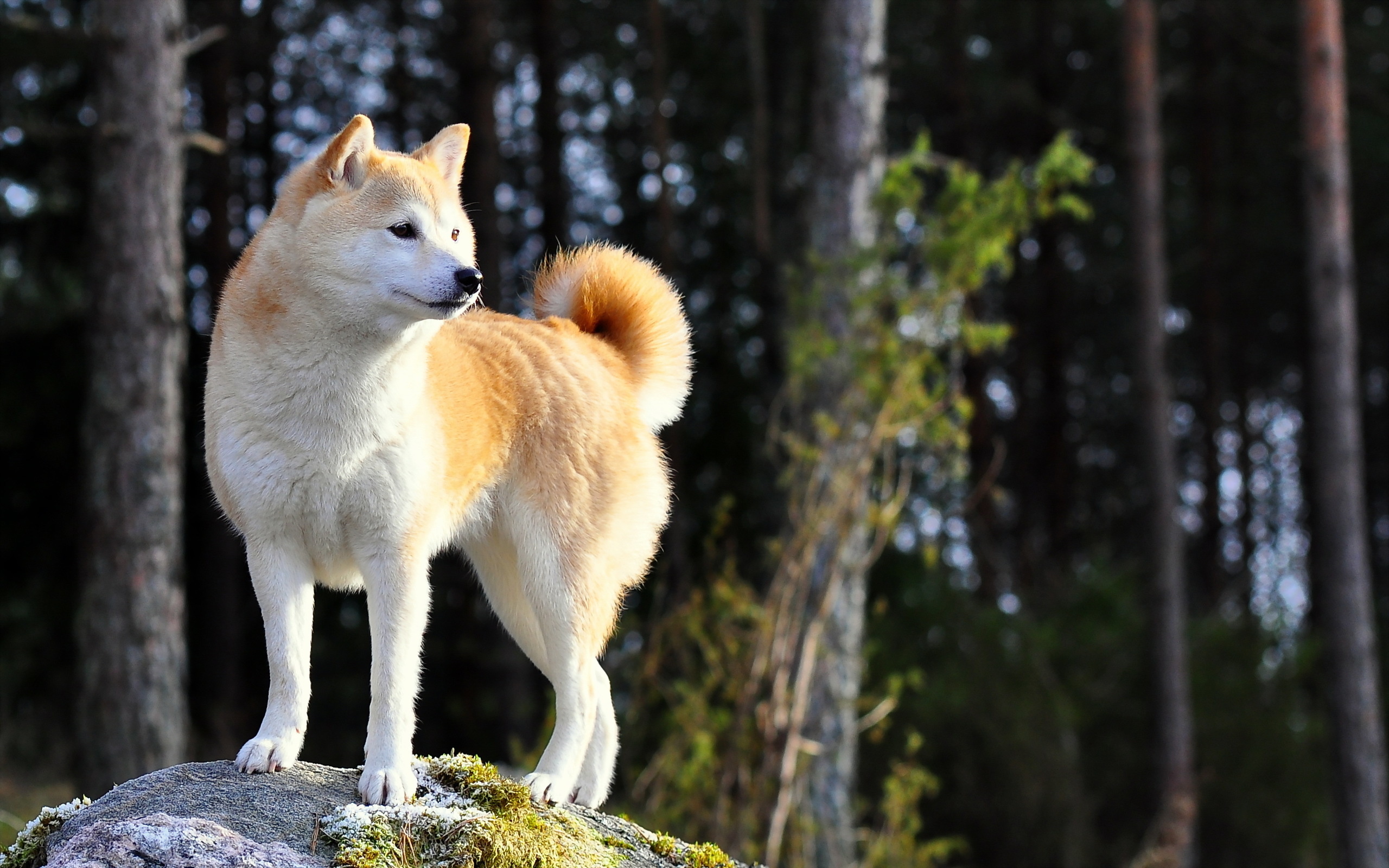 Natur blick hund, freund akita inu, 2560x1600 HD Desktop